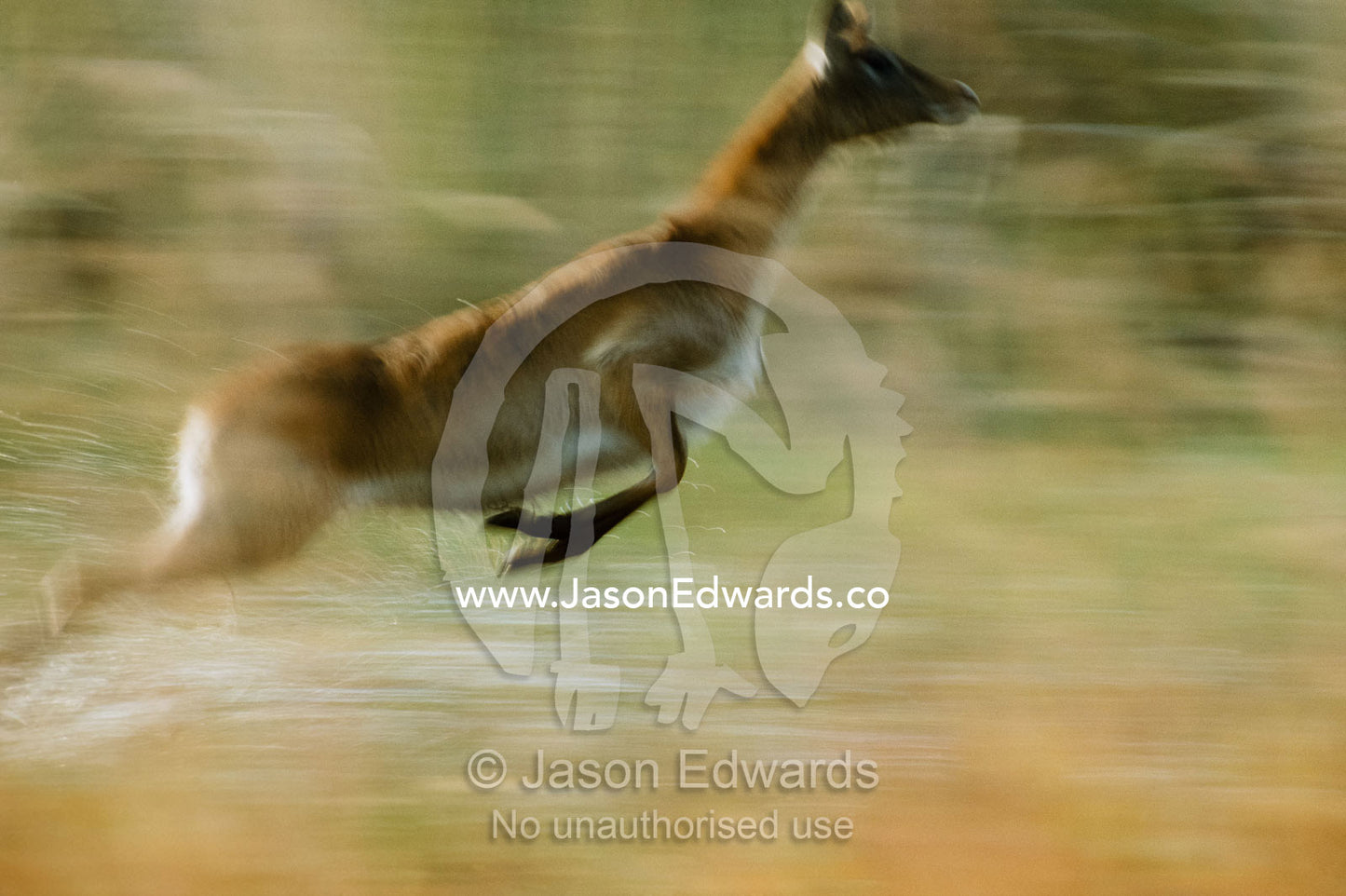 A red lechwe female leaps from the waters of her wetland home. Okavango Delta, Botswana.