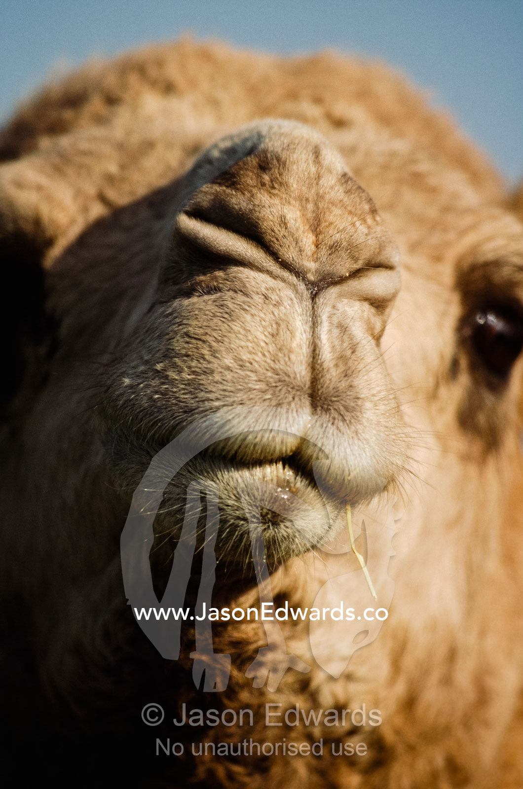 Close up of a camel's nose, mouth and face. Werribee Open Range Zoo, Victoria, Australia.