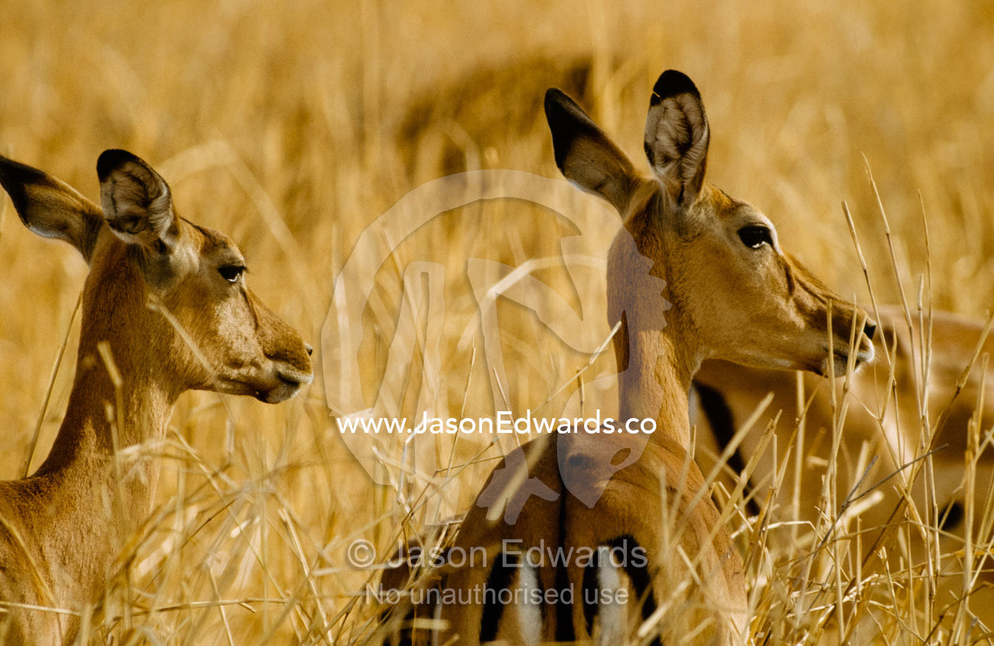 Female impalas, Aepyceros melampus, moving through tall dry grasses. Serengeti National Park, Tanzania.