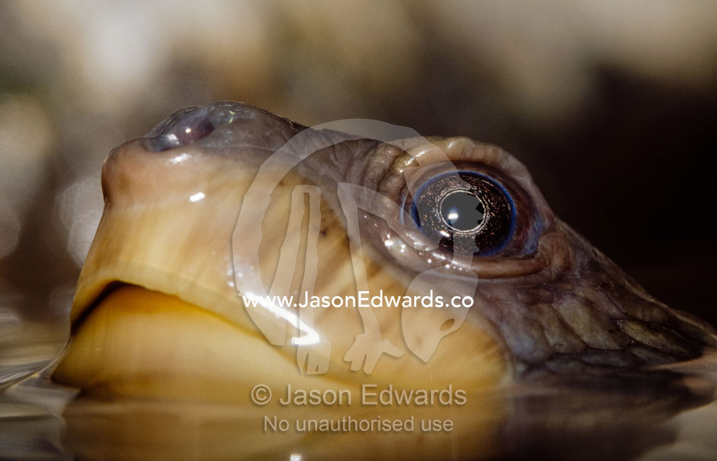 An endangered Mary River turtle, Elusor species, surfaces to breathe. Melbourne Aquarium, Victoria, Australia.