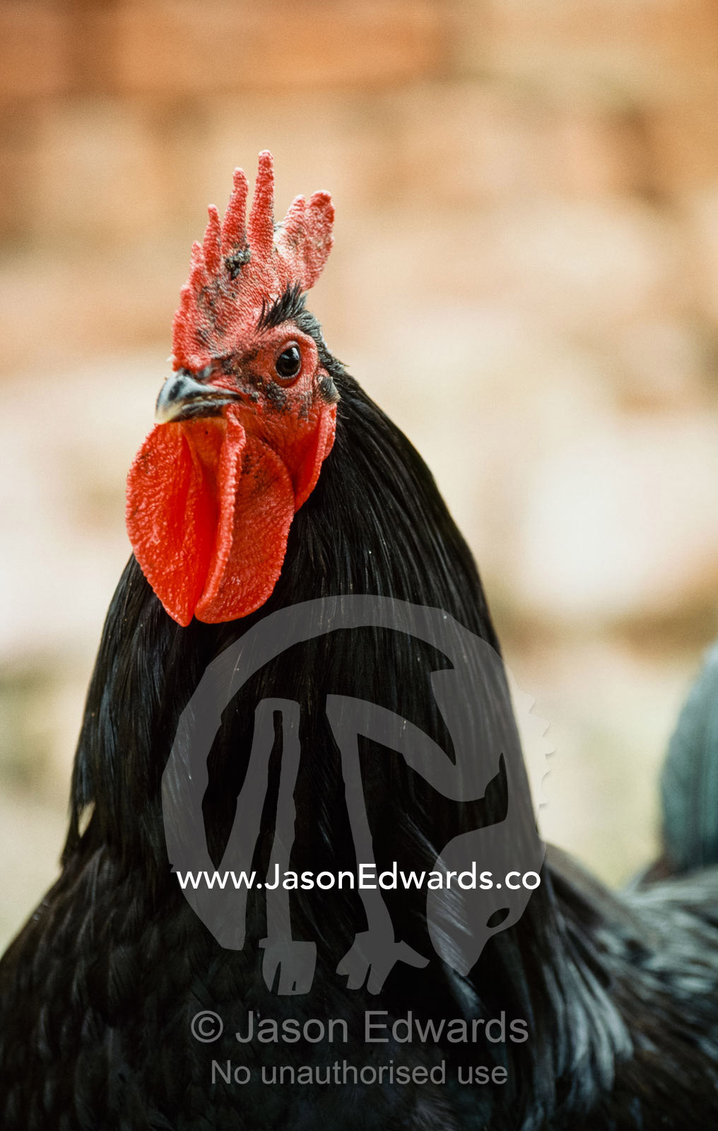 Portrait of a domestic rooster against an antique brick wall. Woodhall Farm, Tasmania, Australia.