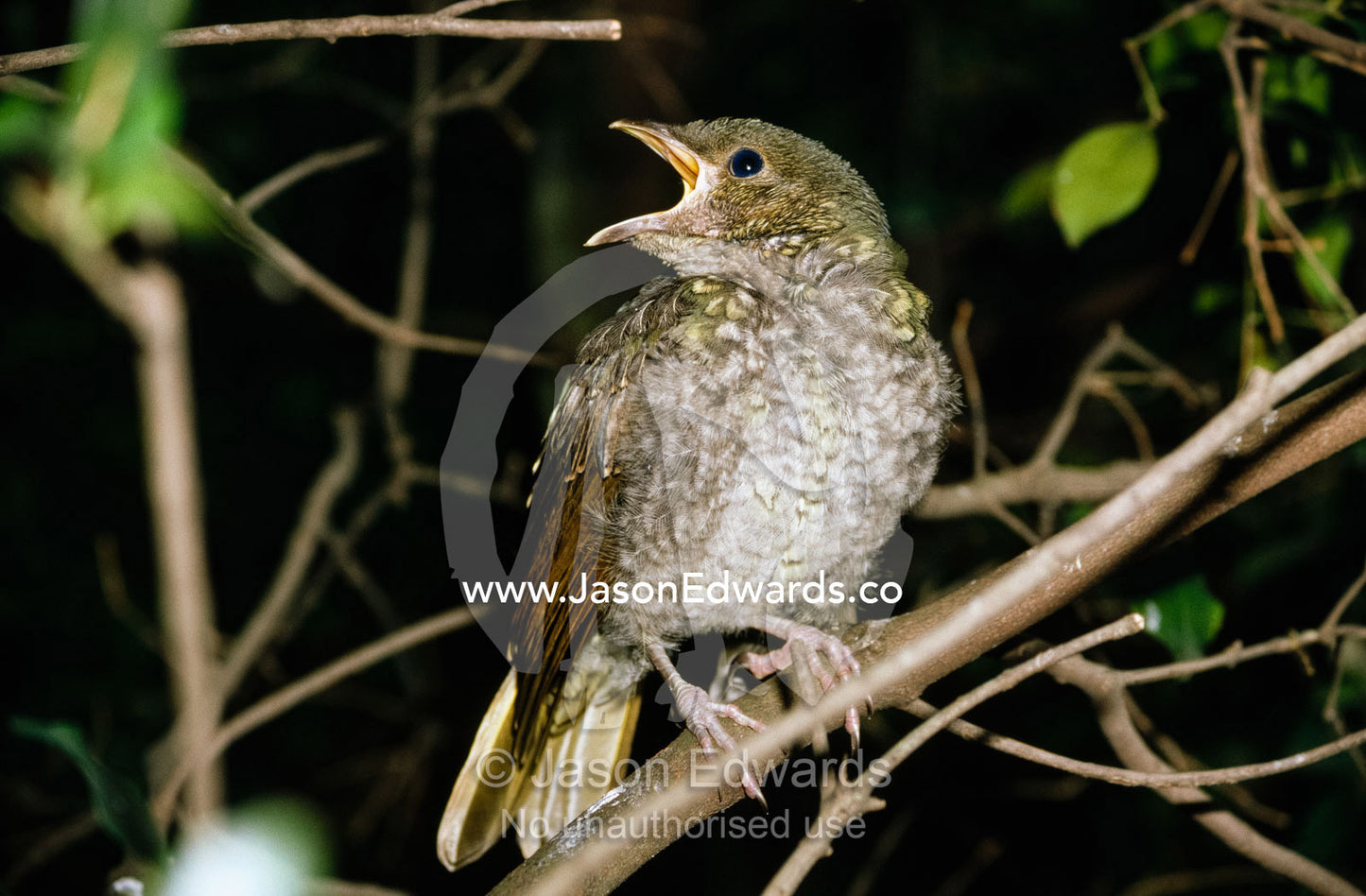 A fledgling satin bowerbird calls its mother for food. Melbourne Zoo, Victoria, Australia.
