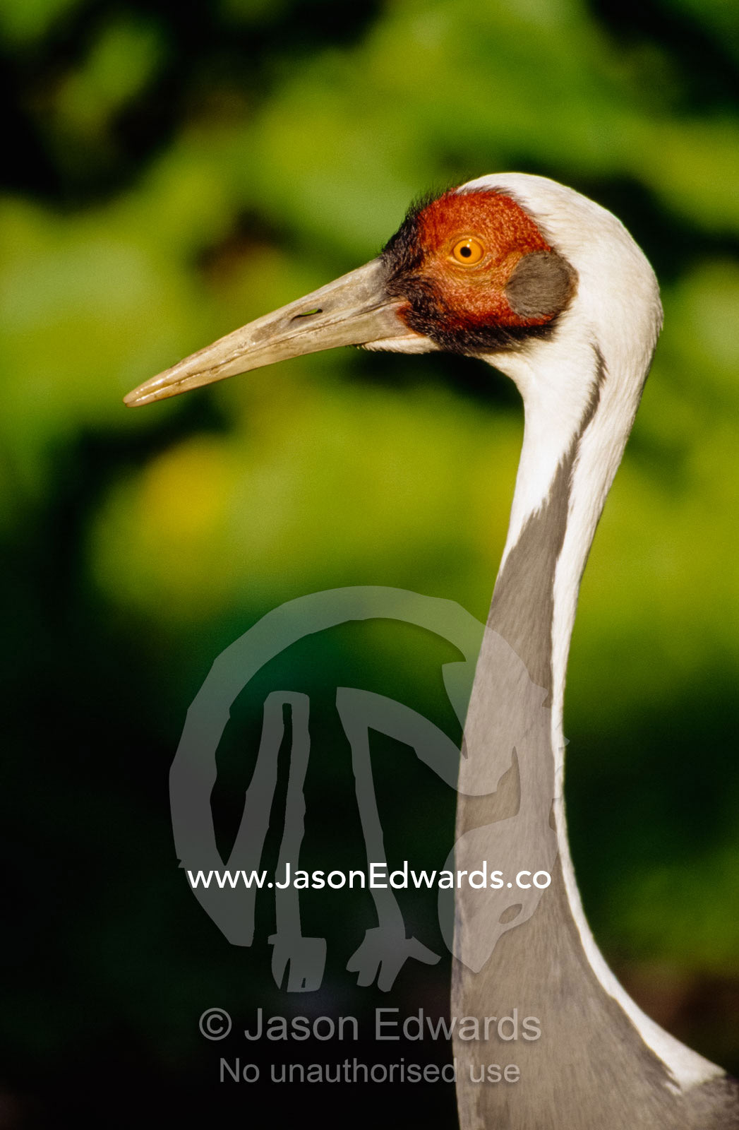 Profile portrait of an endangered white-naped crane, Grus vipio. Bronx Zoo, New York City, New York.