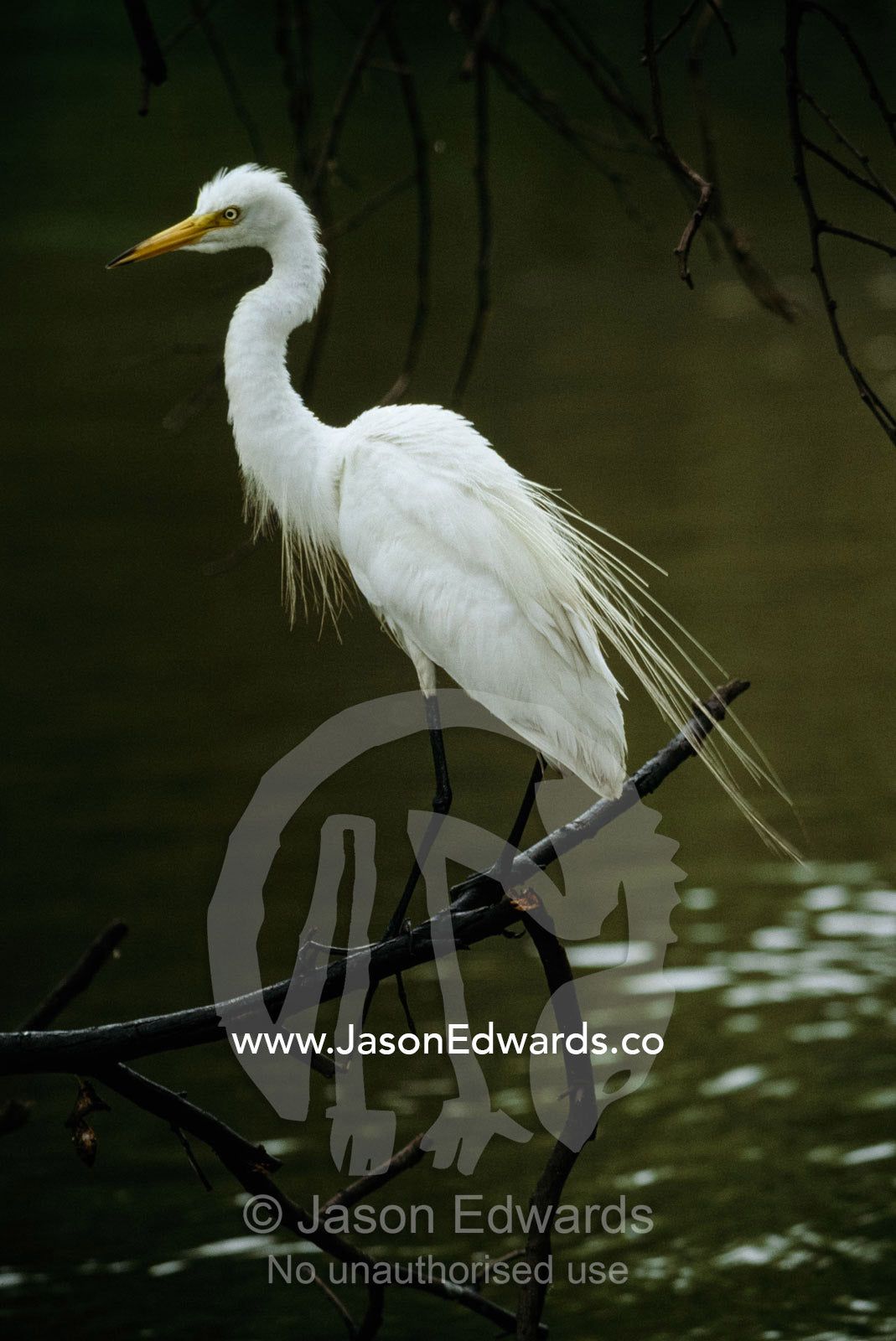 An egret stands on a branch in wetland. Keoladeo Ghana National Park, Bharatpur, India.