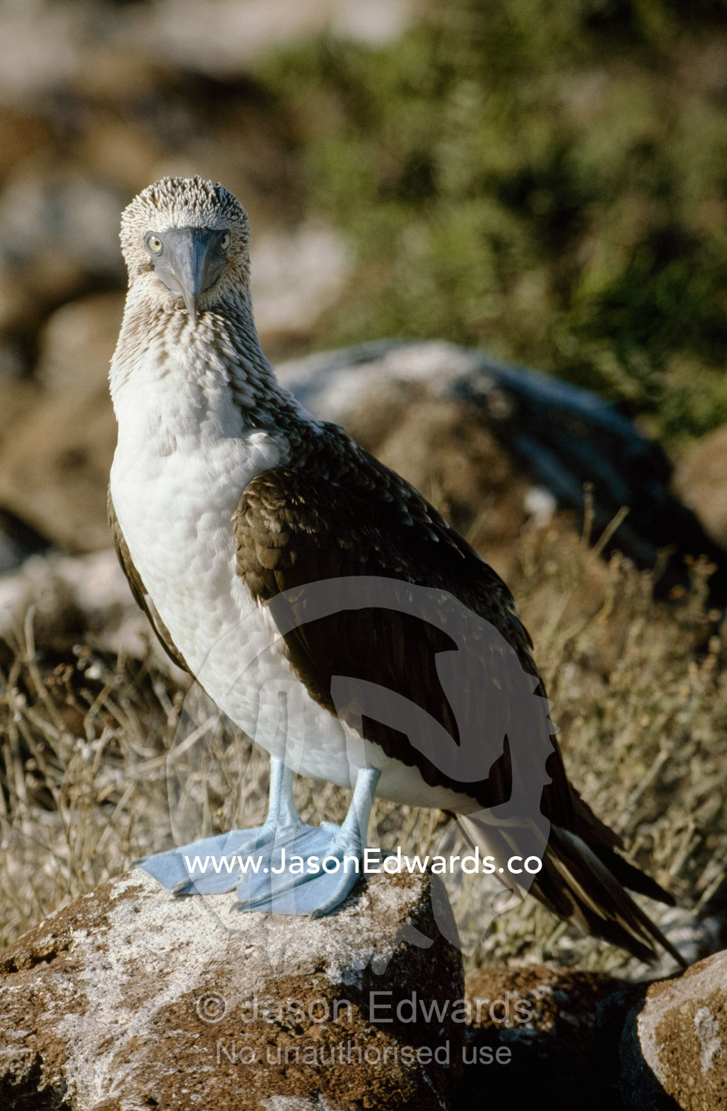 A male blue-footed booby, Sula nebouxii, standing on a rock. North Seymour Island, Galapagos Islands, Ecuador.