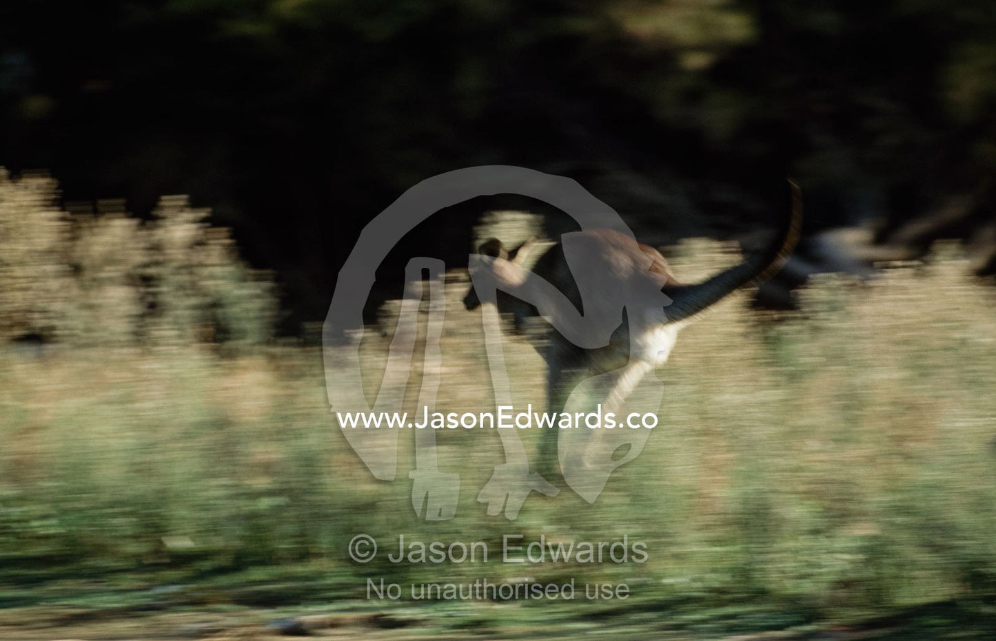 A grey kangaroo leaps through wetlands at a fast speed. Serendip Sanctuary, Victoria, Australia.