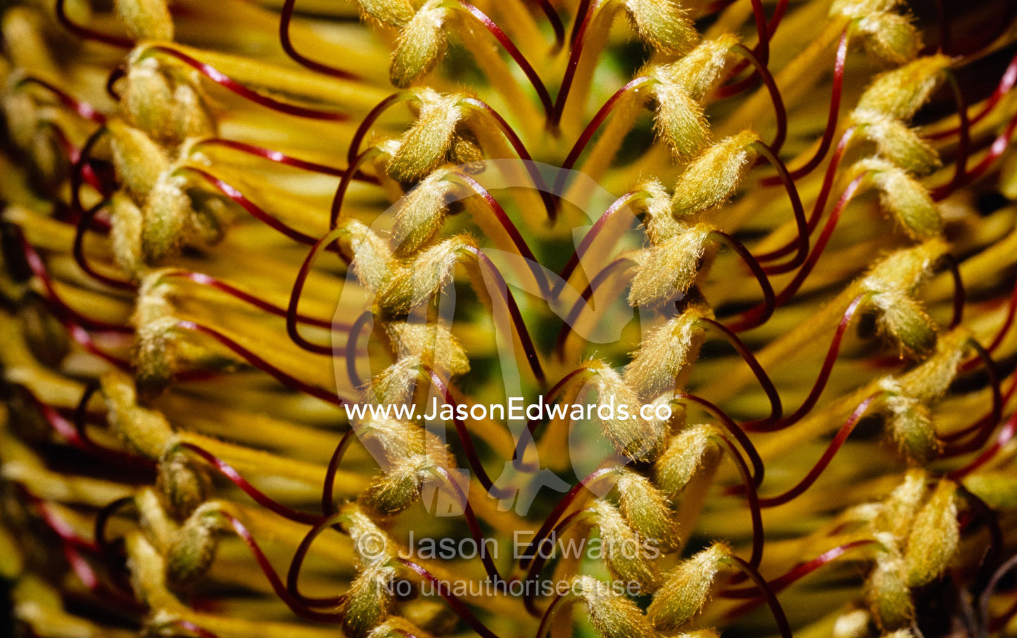 Close up of a hairpin banksia, Banksia spinulosa, flower. Bunyip State Park, Victoria, Australia.