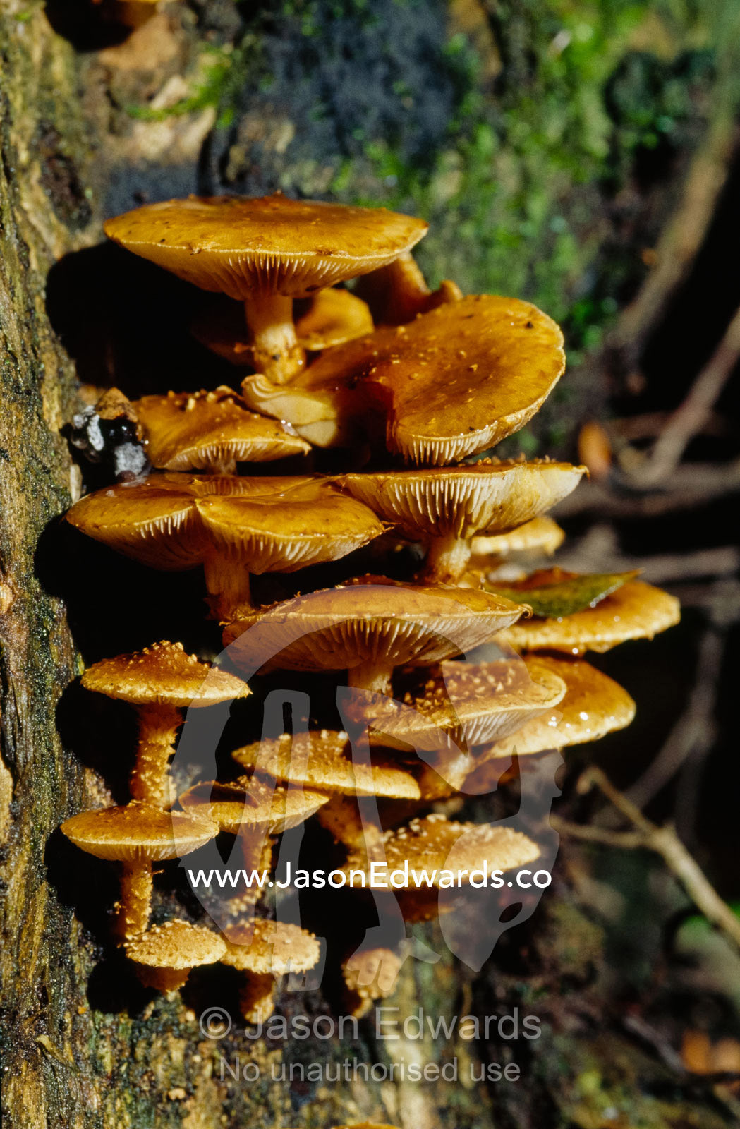 Bright orange fungi, Pholiota species, growing up a tree trunk. Bunyip State Park, Victoria, Australia.