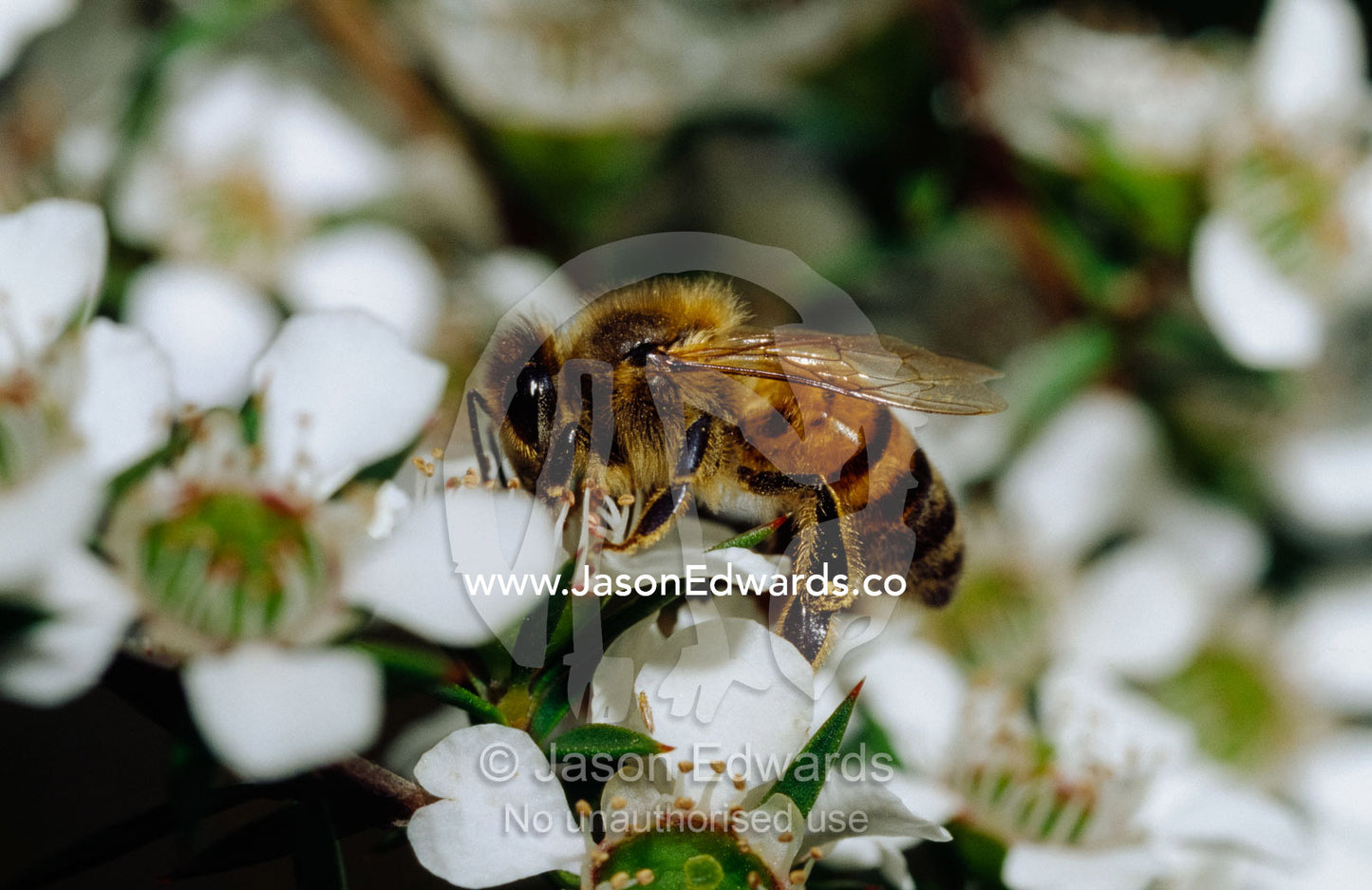 A European honey bee collects nectar from a manuka flower blossom. Bunyip State Park, Victoria, Australia.