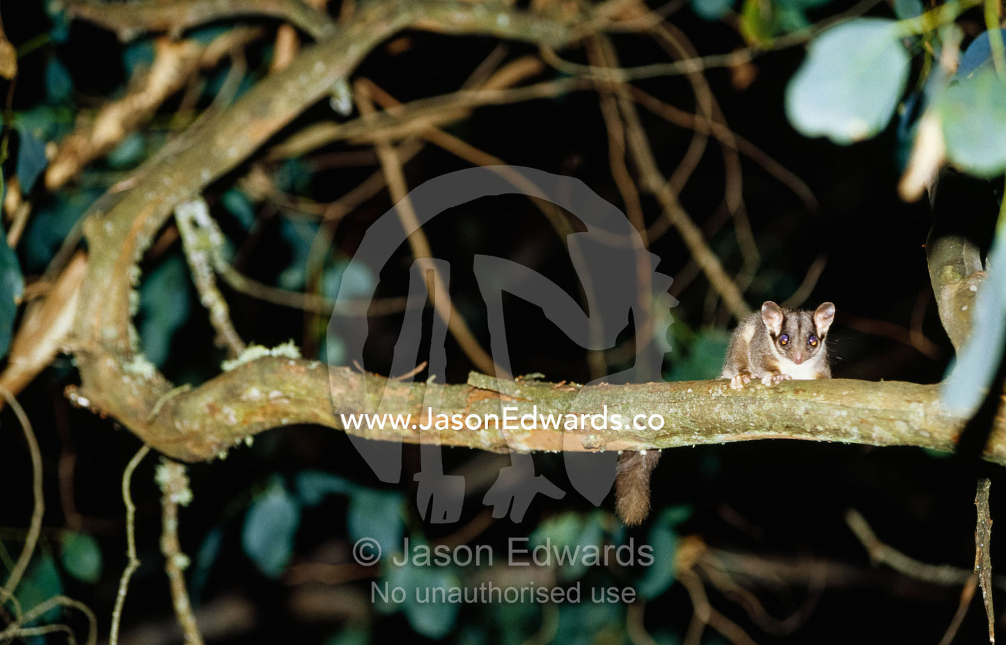 An endangered leadbeaters possum climbs through a forest canopy. Yellingbo Nature Conservation Reserve, Victoria, Australia.