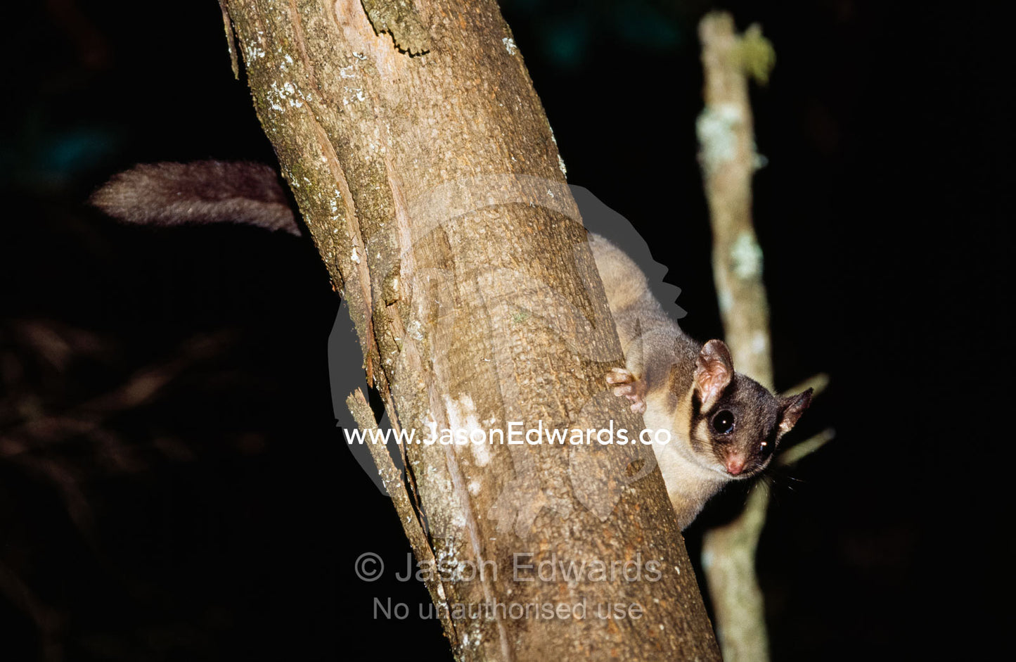 An endangered leadbeaters possum climbs down a tree trunk. Yellingbo Nature Conservation Reserve, Victoria, Australia.