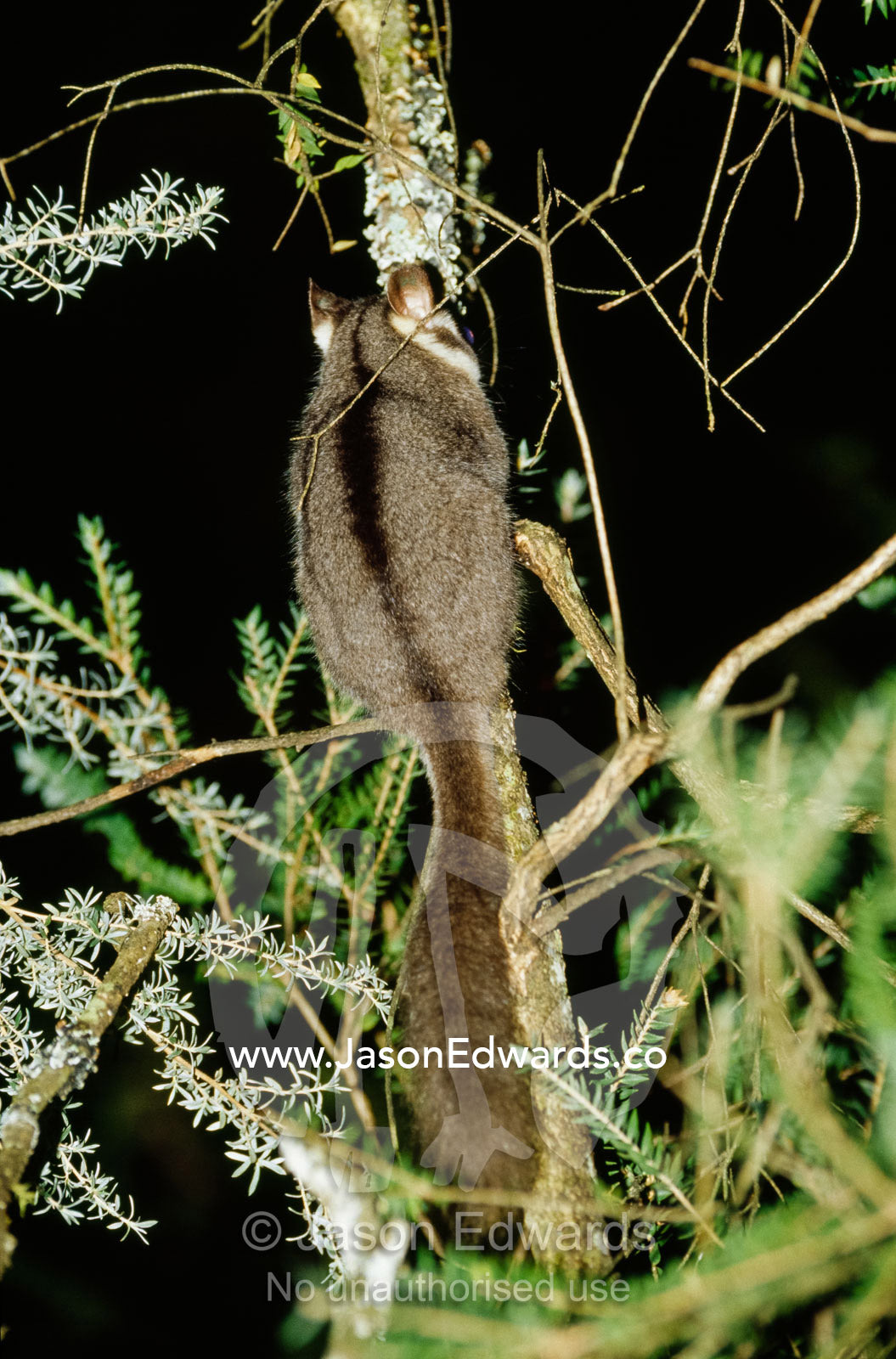 An endangered leadbeaters possum feeds on tree sap. Yellingbo Nature Conservation Reserve, Victoria, Australia.