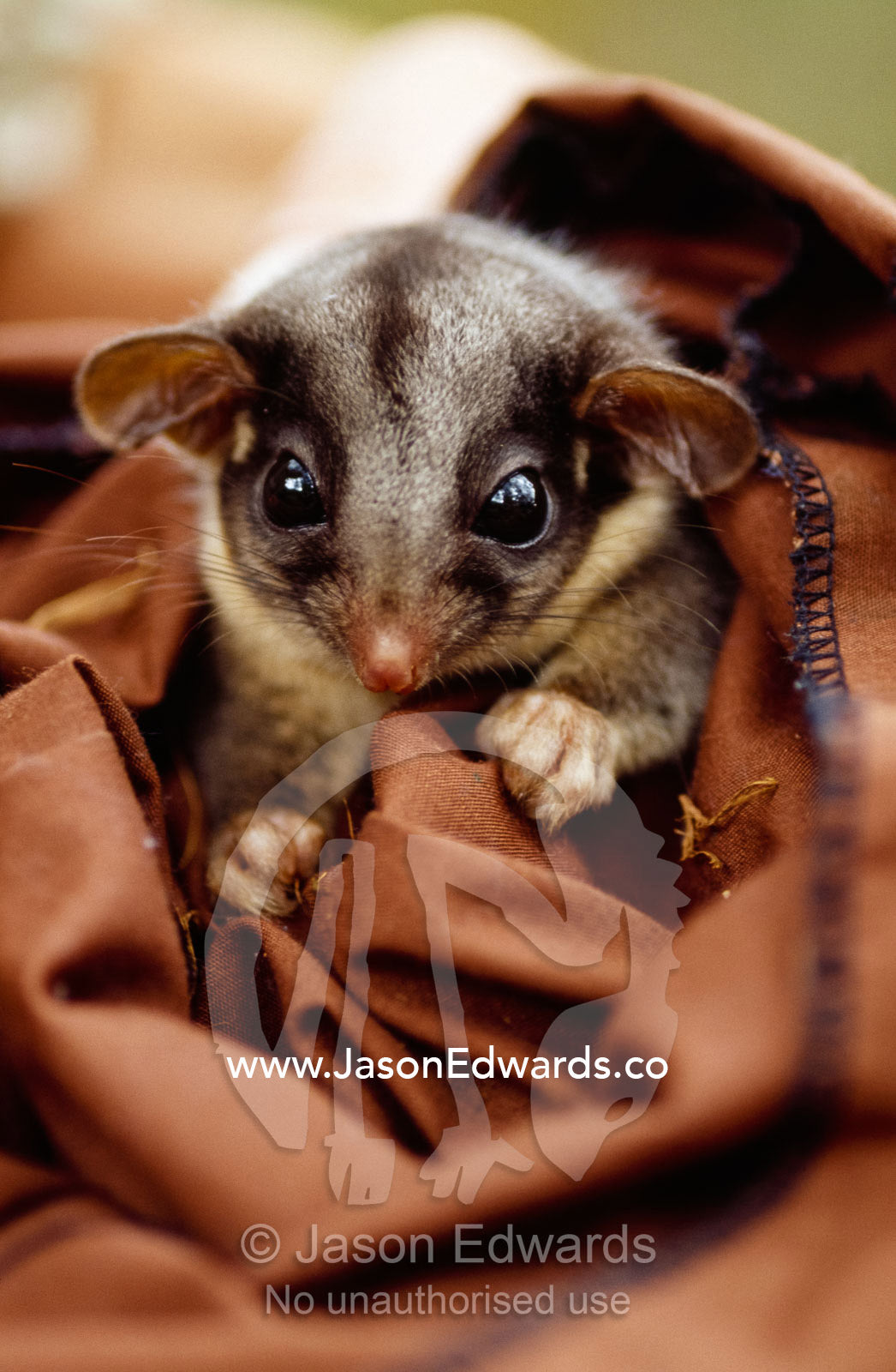 An endangered leadbeaters possum caught in a restraining bag. Yellingbo Nature Conservation Reserve, Victoria, Australia.