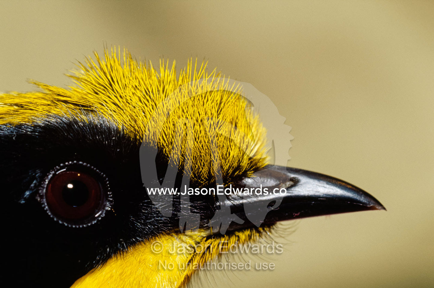 Portrait of an endangered helmeted honeyeater with a feather crest. Healesville Sanctuary, Victoria, Australia.