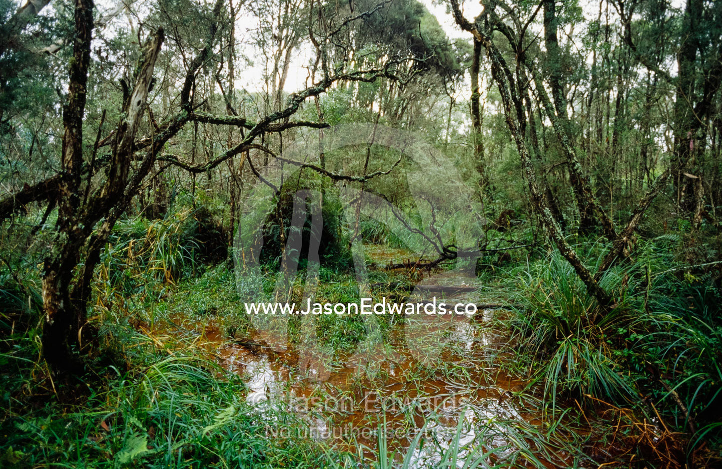 Mountain swamp gum, blackwood acacia, sedge and Australian gypsywort. Yellingbo Nature Conservation Reserve, Victoria, Australia.