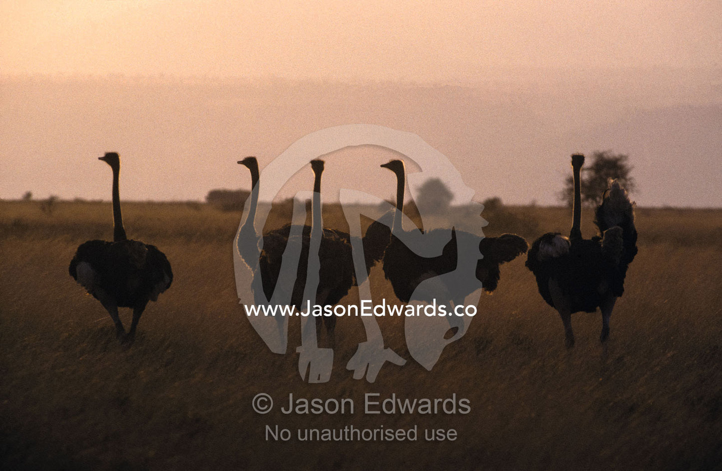 A herd of ostrich gather on the grasslands at sunset for protection. Lake Manyara National Park, Tanzania