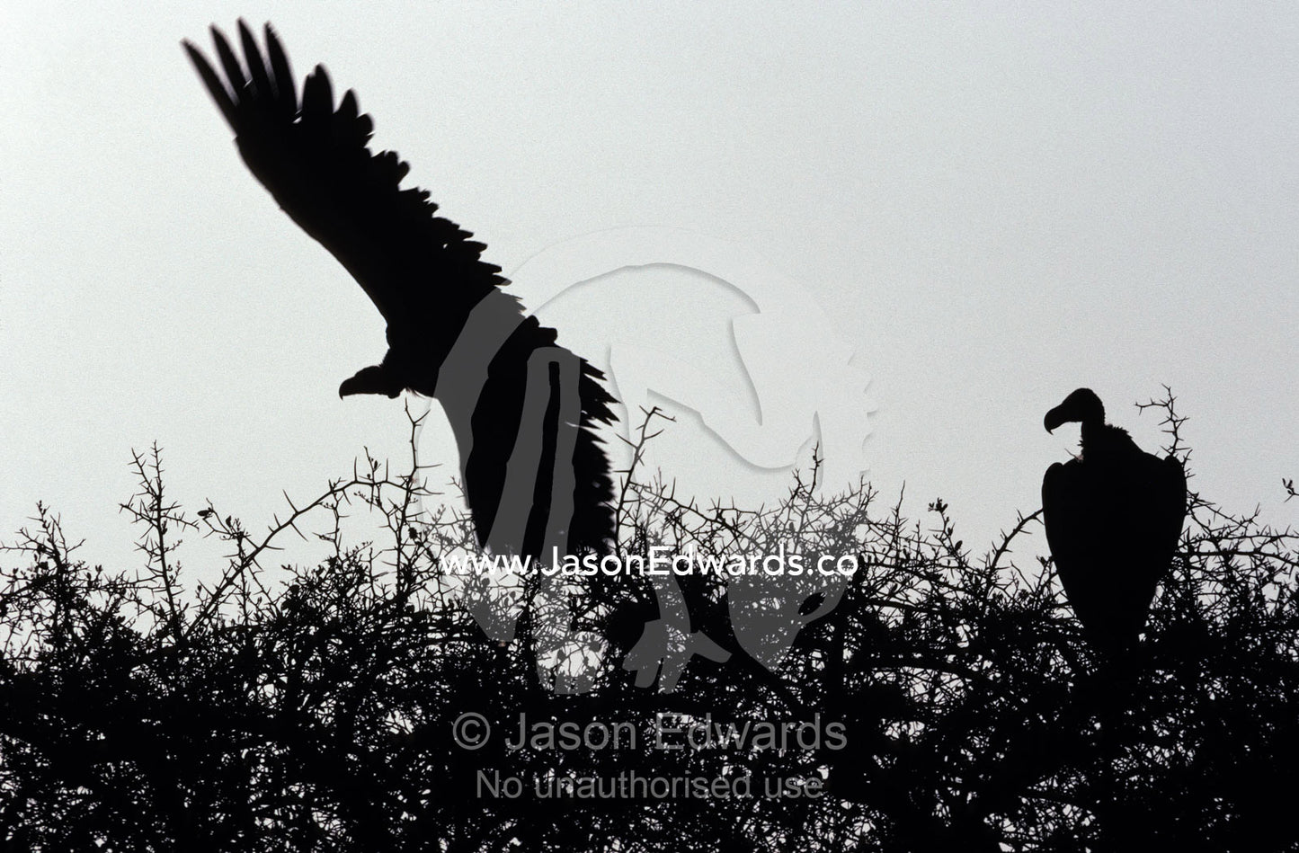 A Nubian (Lapett-faced) Vulture launches from an acacia tree at sunset Masai Mara National Park, Kenya