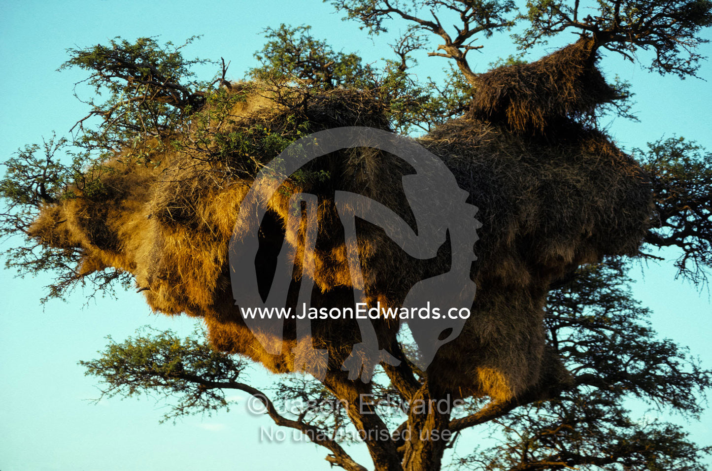 A massive Social Weaver nest in a tree canopy at sunset. Daan Viljoen Game Park, Namibia
