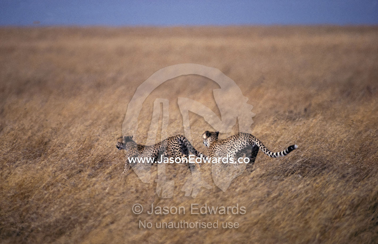 A pair of Cheetah known as a coalition race across the vast savannah. Serengetti National Park Tanzania
