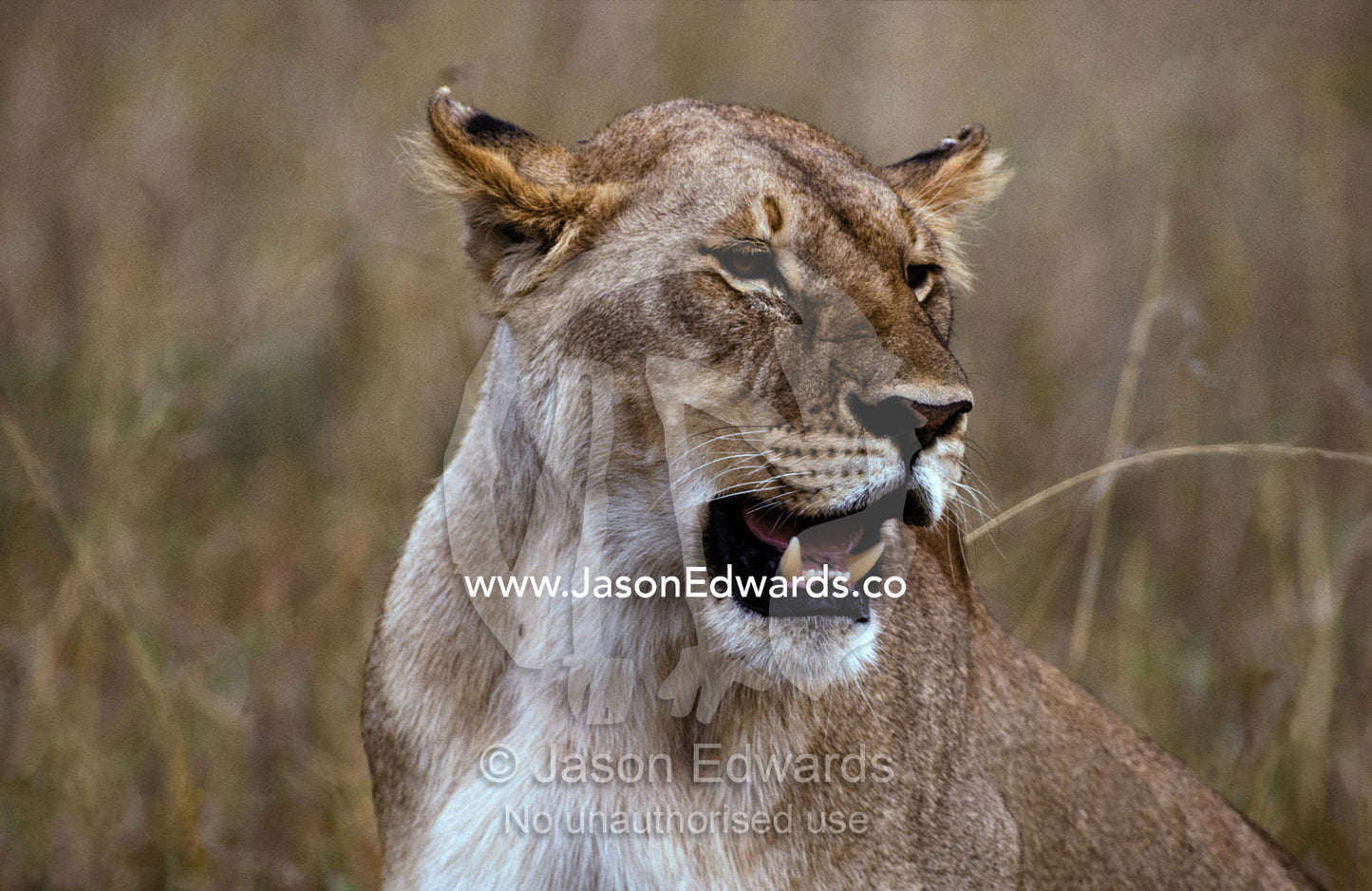 An African Lioness in her prime pants following a hunt and kill. Masai Mara National Park Kenya