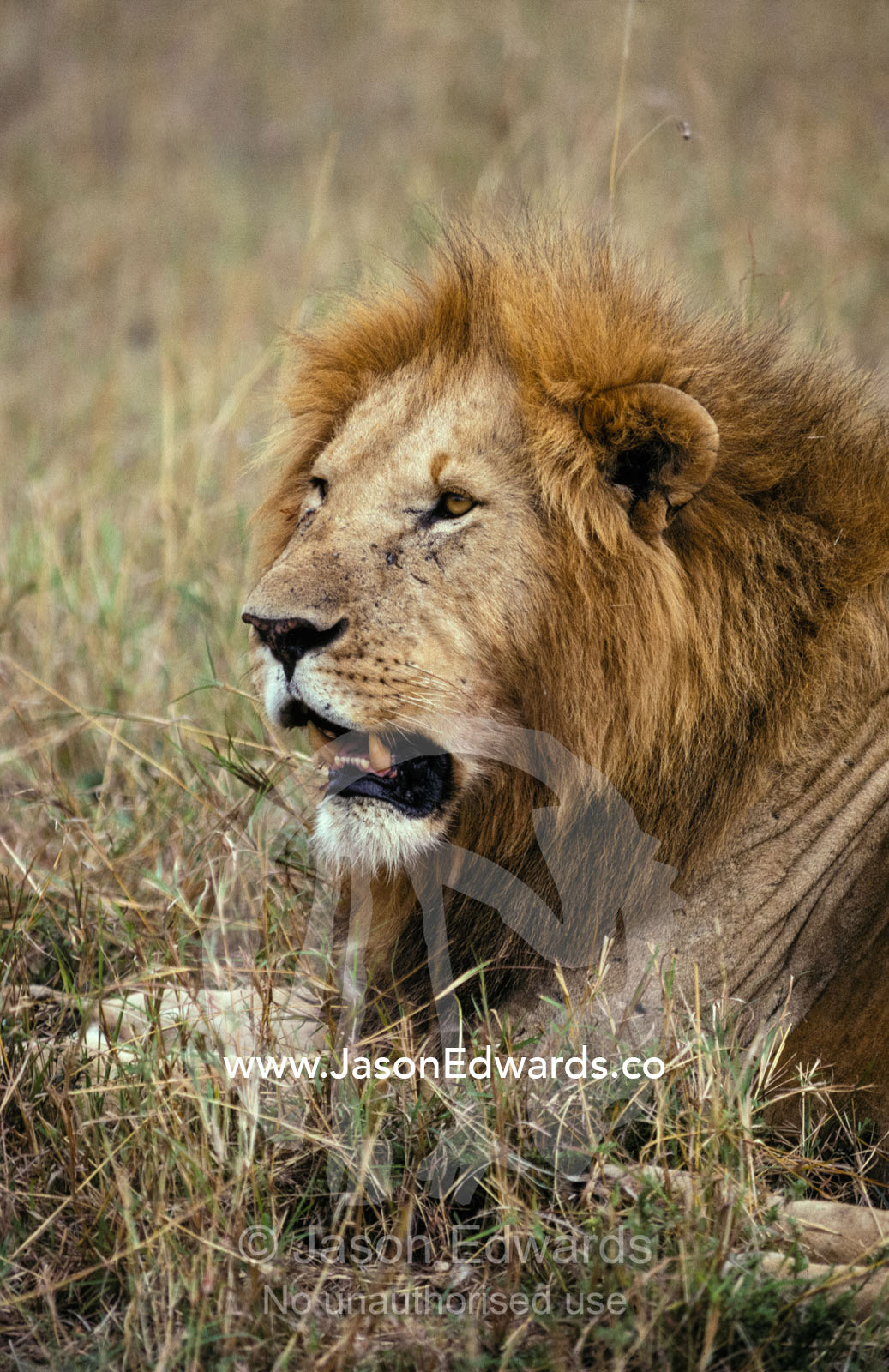 An African Lion surveys his territory and the females in his pride. Masai Mara National Park Kenya