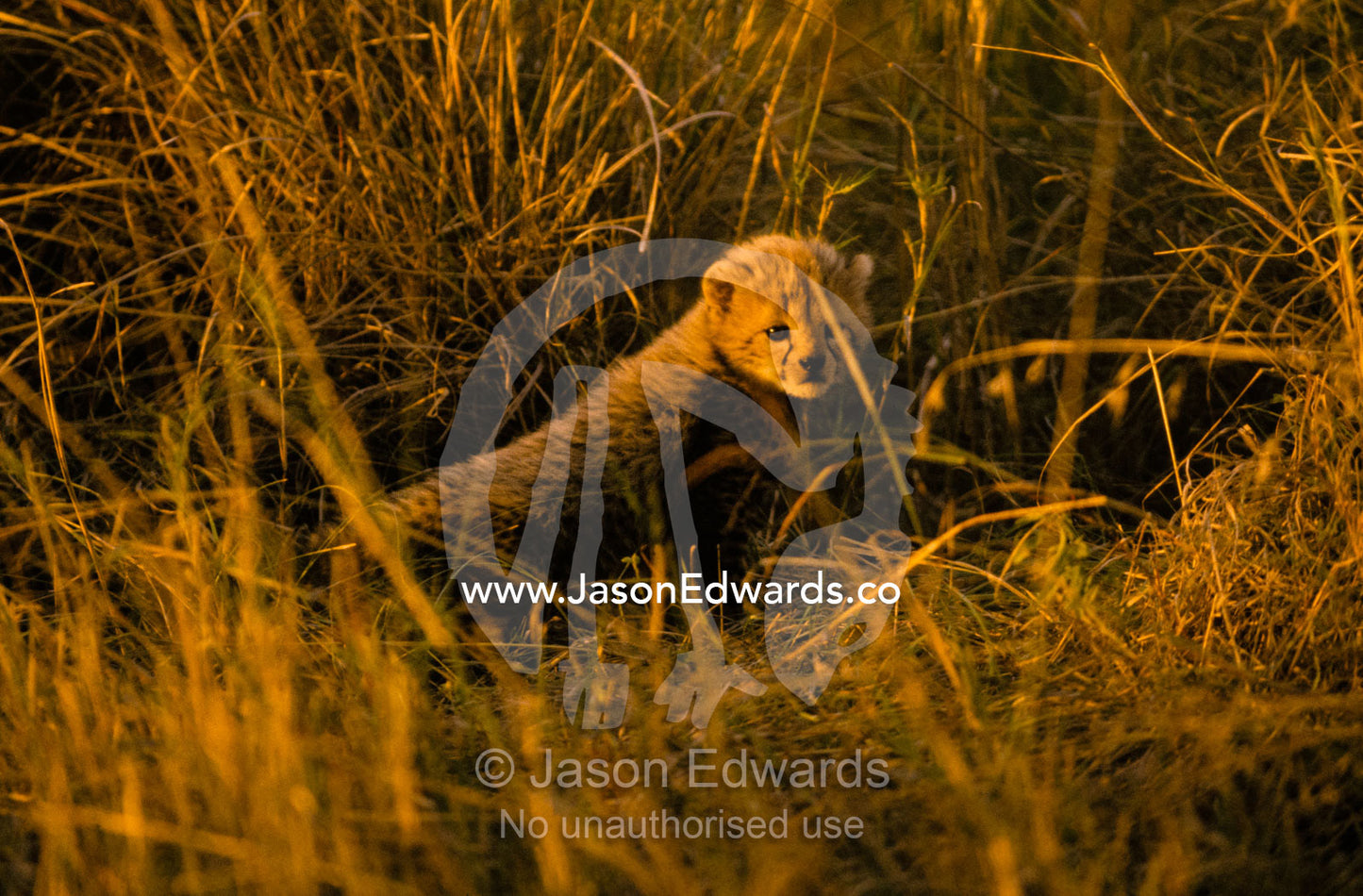A Cheetah cub less than 3 months old hides in the tall savannah grass. Masai Mara National Park Kenya