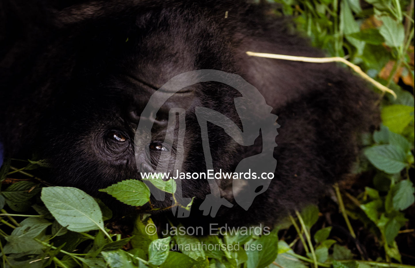 A Mountain Gorilla relaxes in the cool shade of a tropical rainforest. Parc Nationale de Virunga, Zaire, Democratic Republic of the Congo