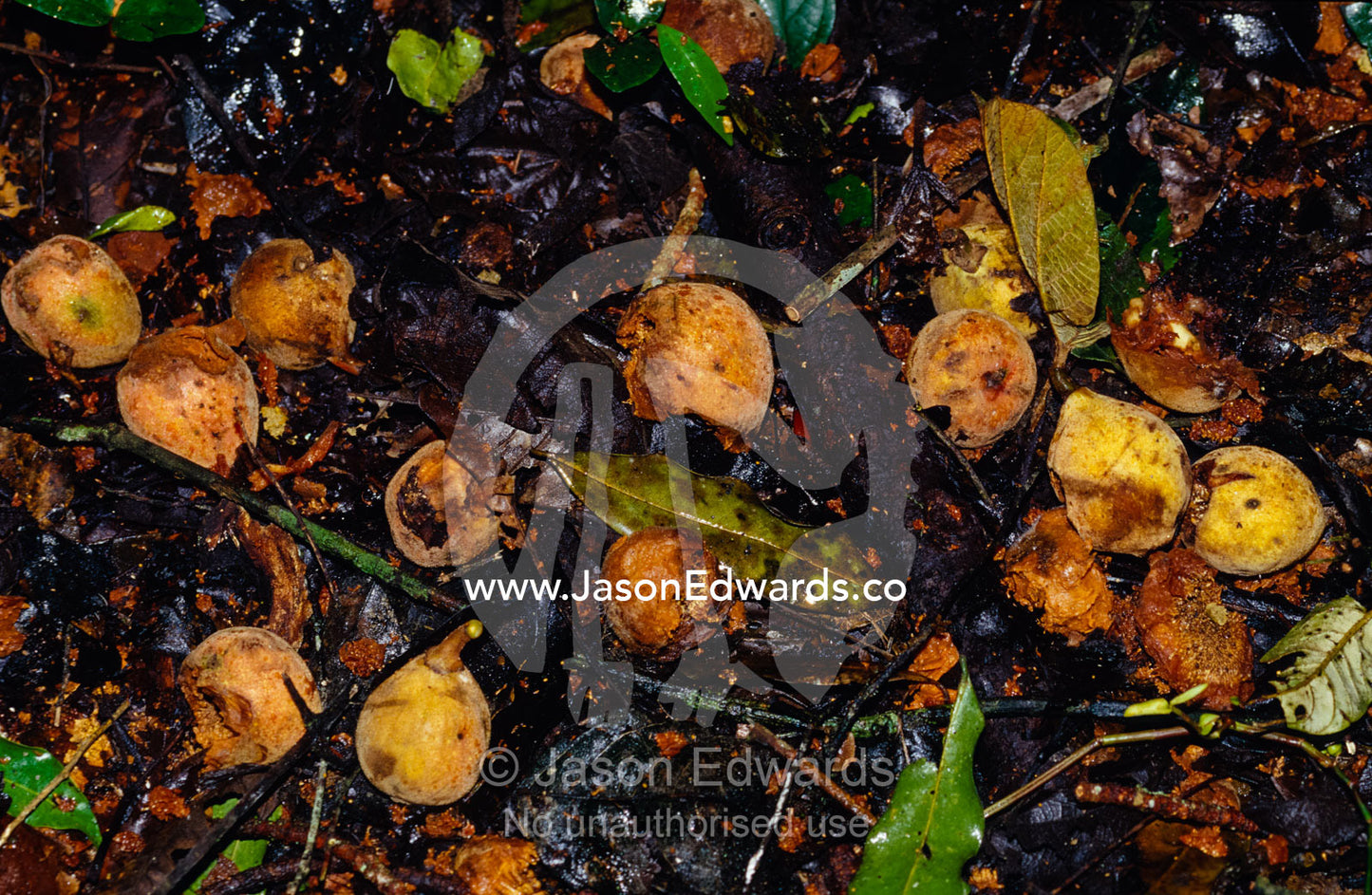 Fruit eaten by Chimpanzee rotting on the rainforest floor. Kibale National Park Uganda