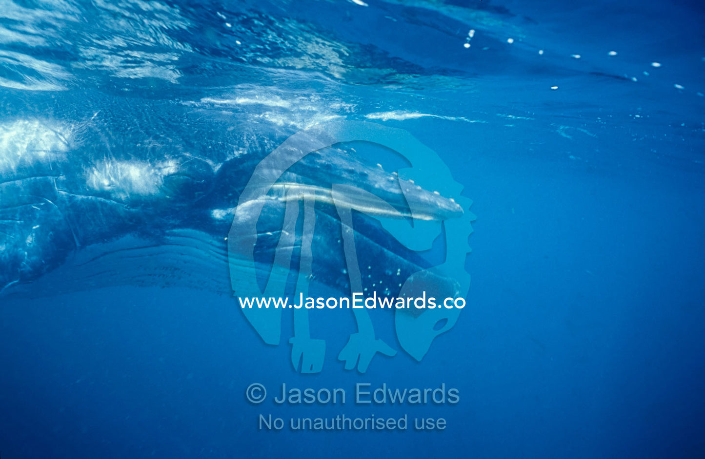 A Humpback Whale calf swimming below the surface with its mouth open. Eden, New South Wales, Australia.