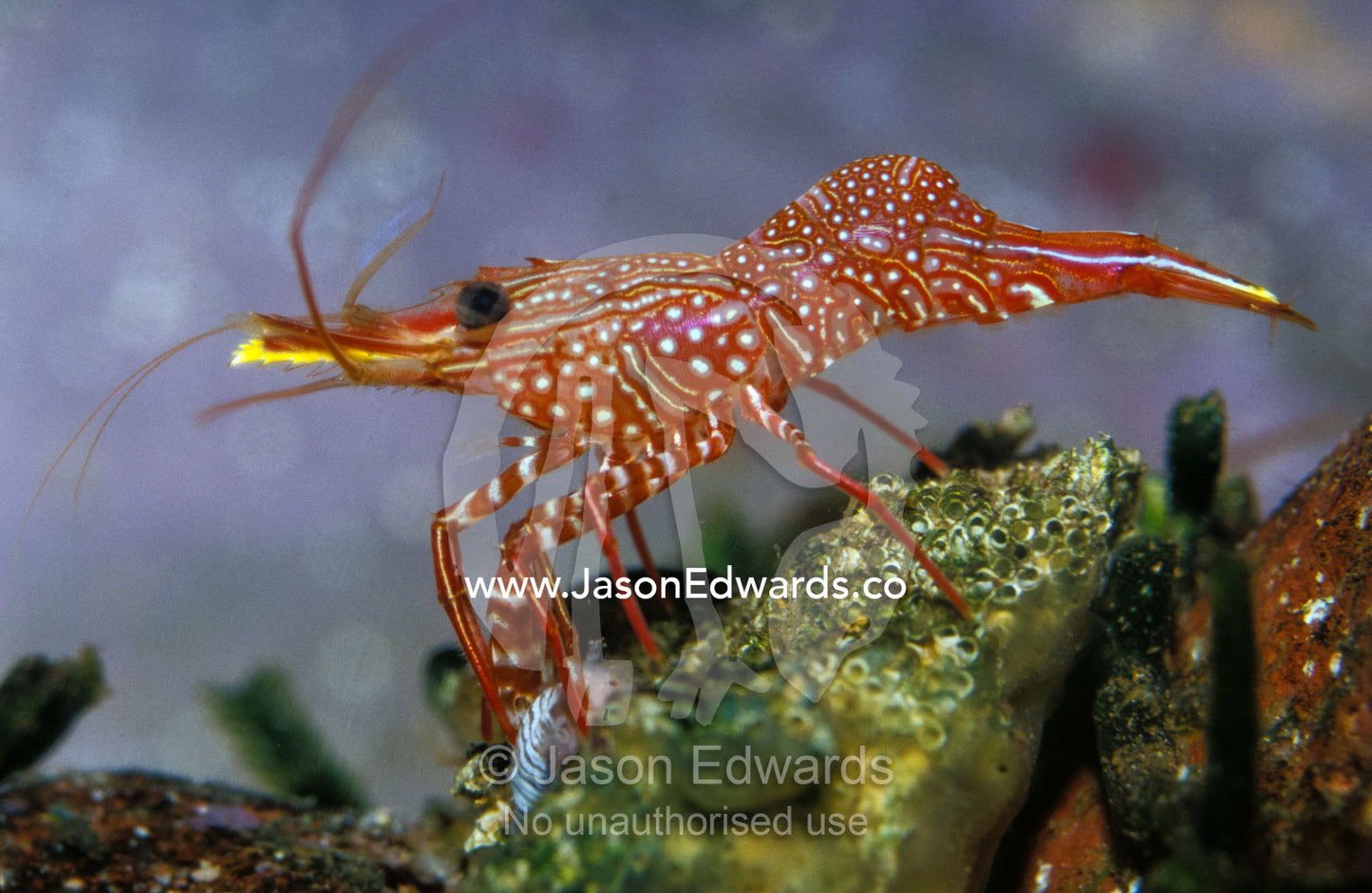 Hinge-Beak Shrimp from the Rhychocinetidae family, feeds on rock algae Merimbula Aquarium, New South Wales, Australia