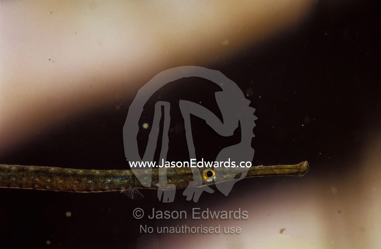 Profile detail of tiny Spotted Pipefish head, eye, long mouth and jaws Merimbula , New South Wales, Australia