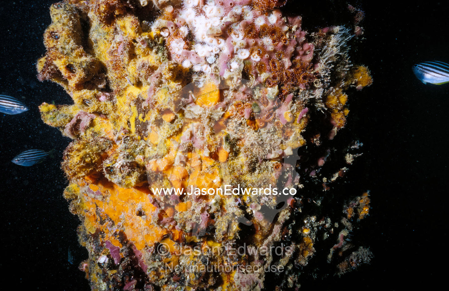 Striped Mado Fish circle Soft Corals covering a jetty pylon Tathra Wharf, New South Wales, Australia