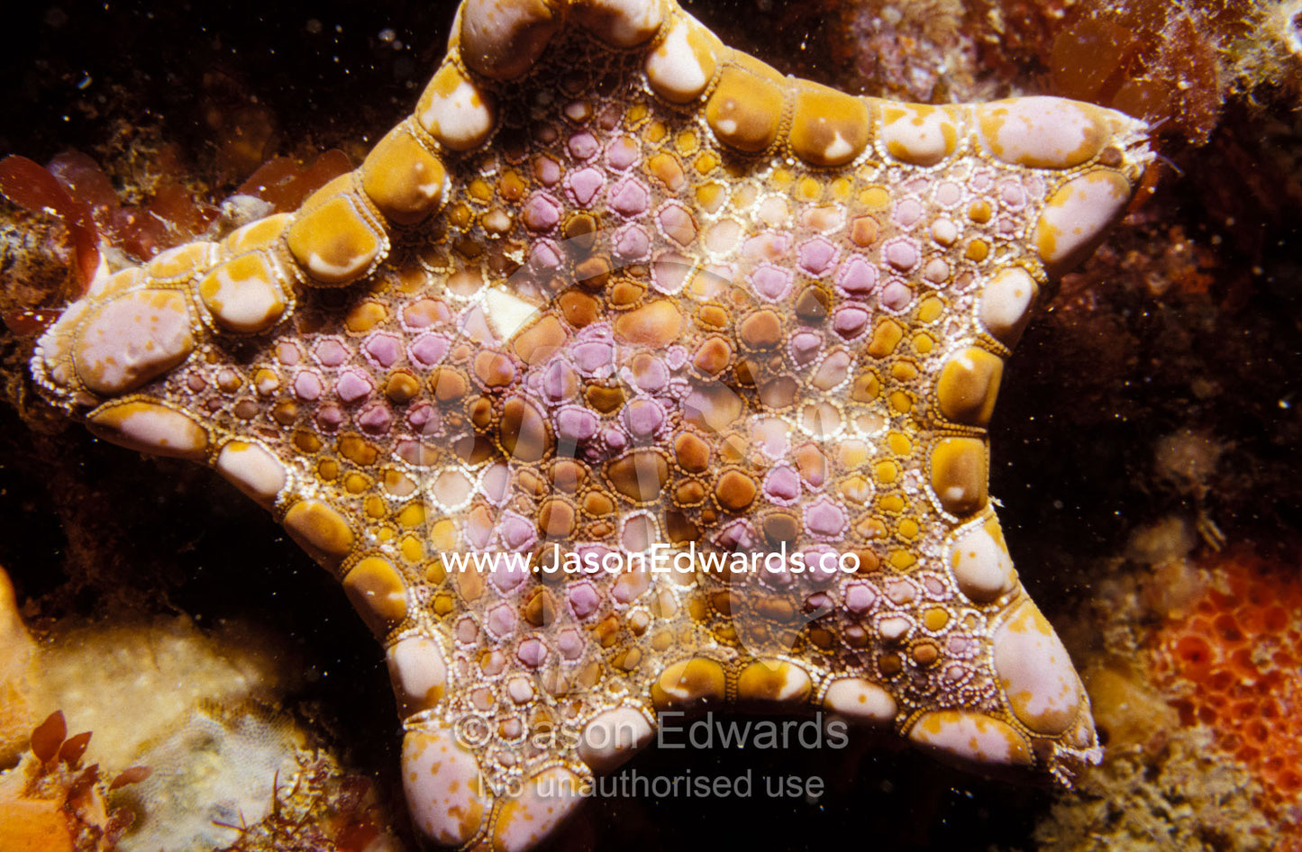 Detail of a colorful Goniasterid Sea Star, Tosia Australis Portsea Pier, Victoria, Australia
