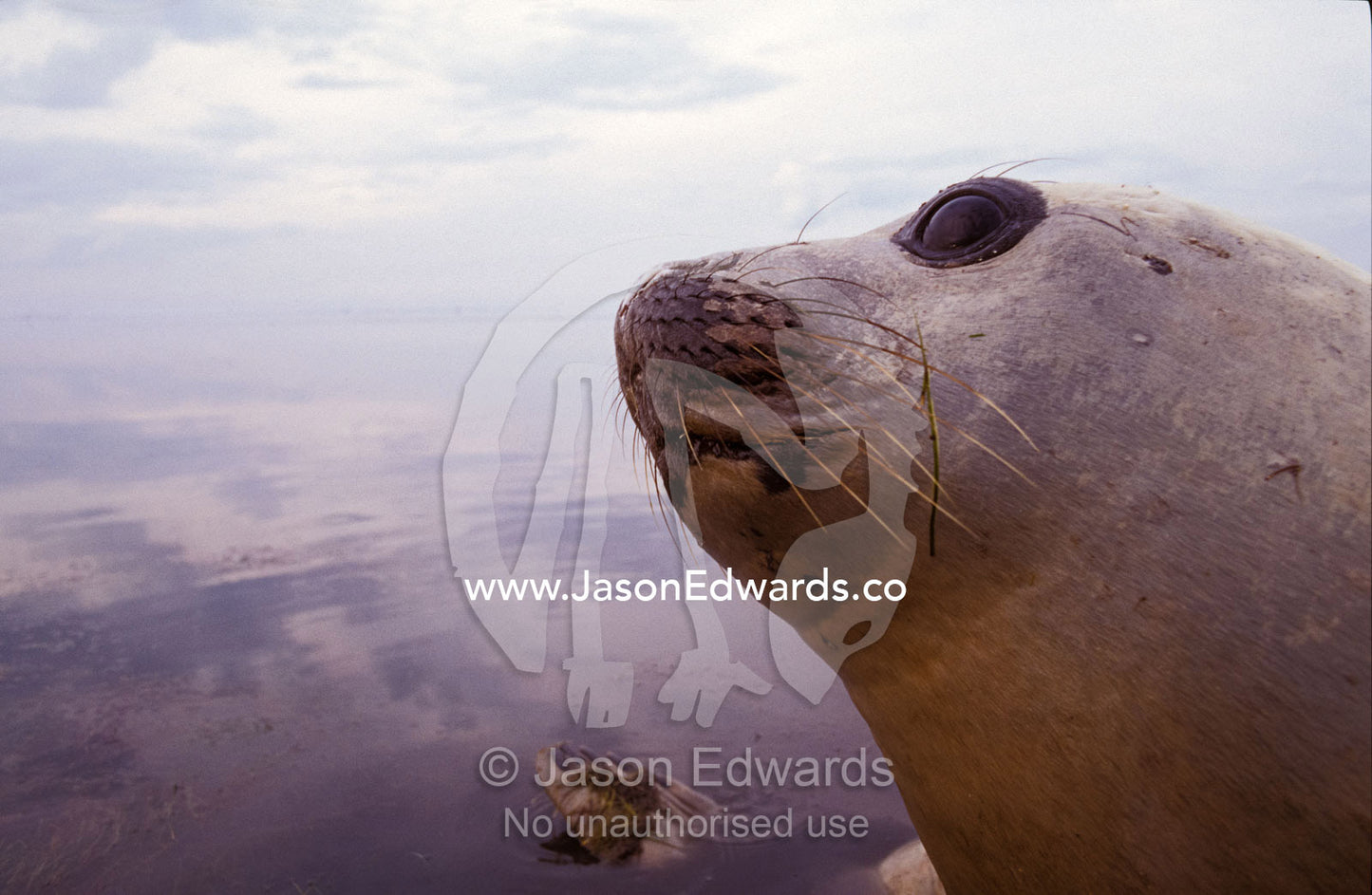 Southern Elephant Seal head, eye, eyelashes, nose, mouth and whiskers Point Henry, Victoria, Australia