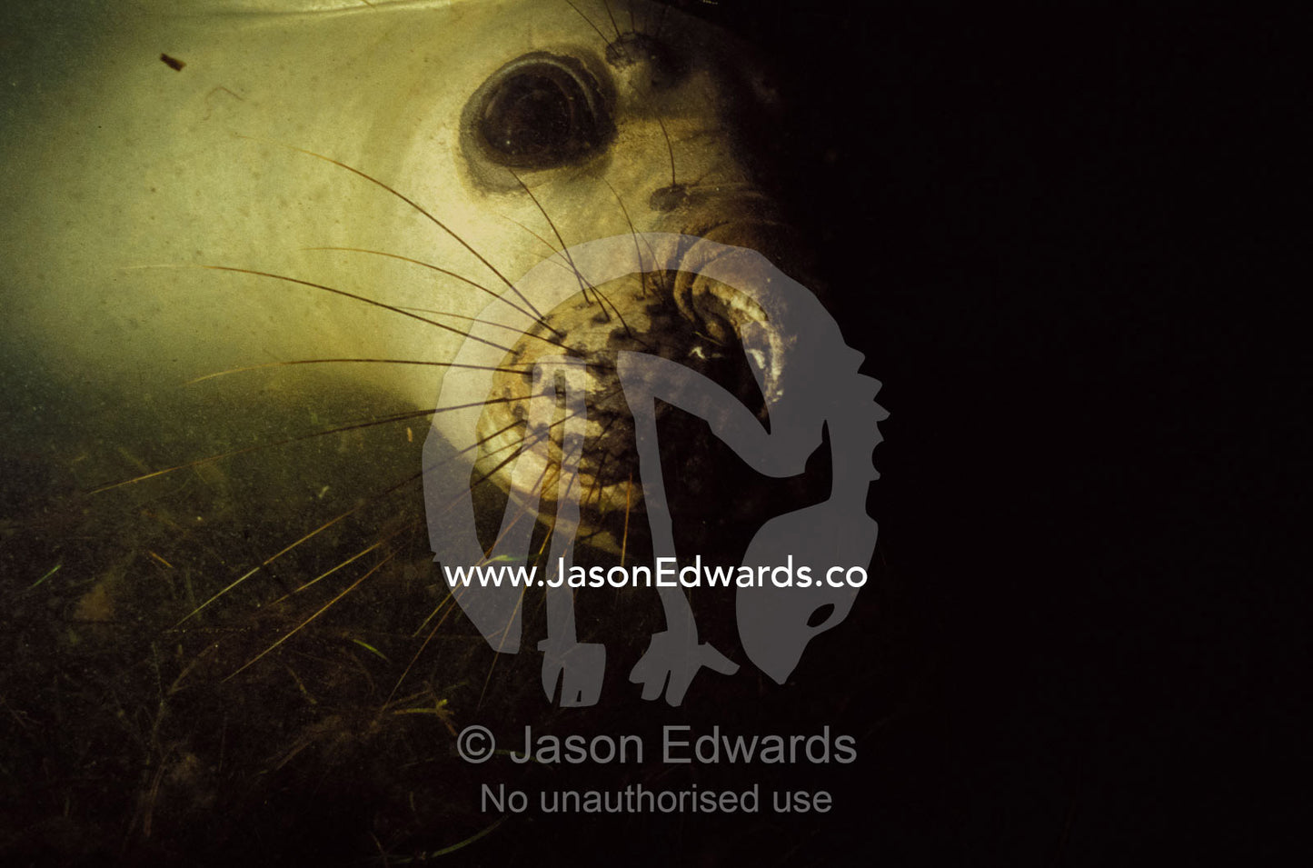 An inquisitive Southern Elephant Seal's eye and nose underwater Point Henry Victoria Australia
