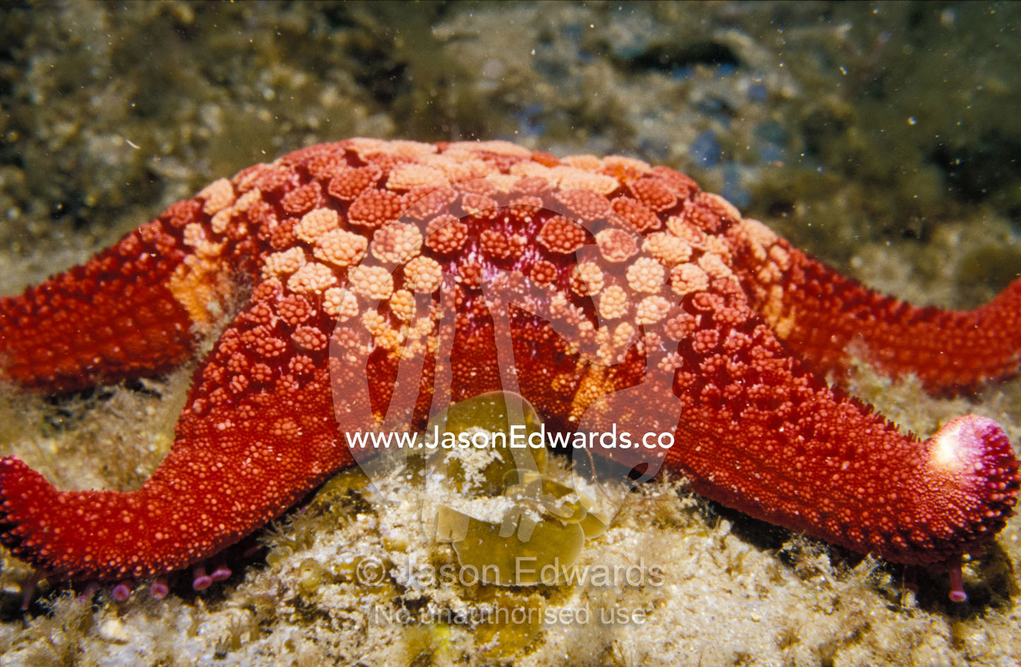 A red patterned Sea Star, Asterodiscides Truncatus, on reef rock Merimbula, New South Wales, Australia