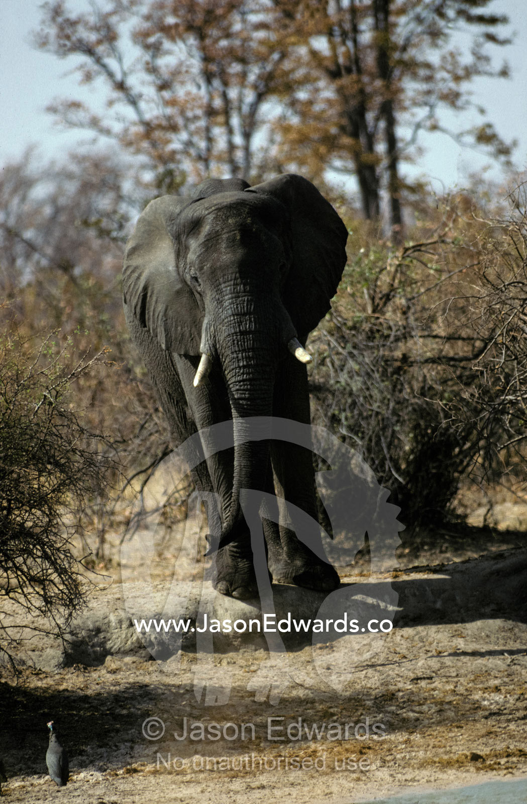A defensive and hostile African Elephant emerges from the forest Mandavu Dam, Hwange National Park, Zimbabwe