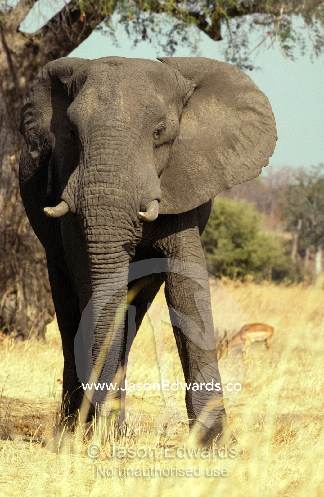 An African Elephant face and body portrait with Impala on the savannah Hwange National Park, Zimbabwe