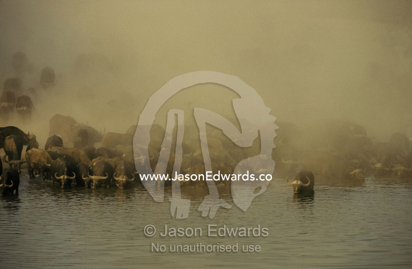 A parched Cape Buffalo herd drinks at a waterhole during a dust storm Hwange National Park, Zimbabwe