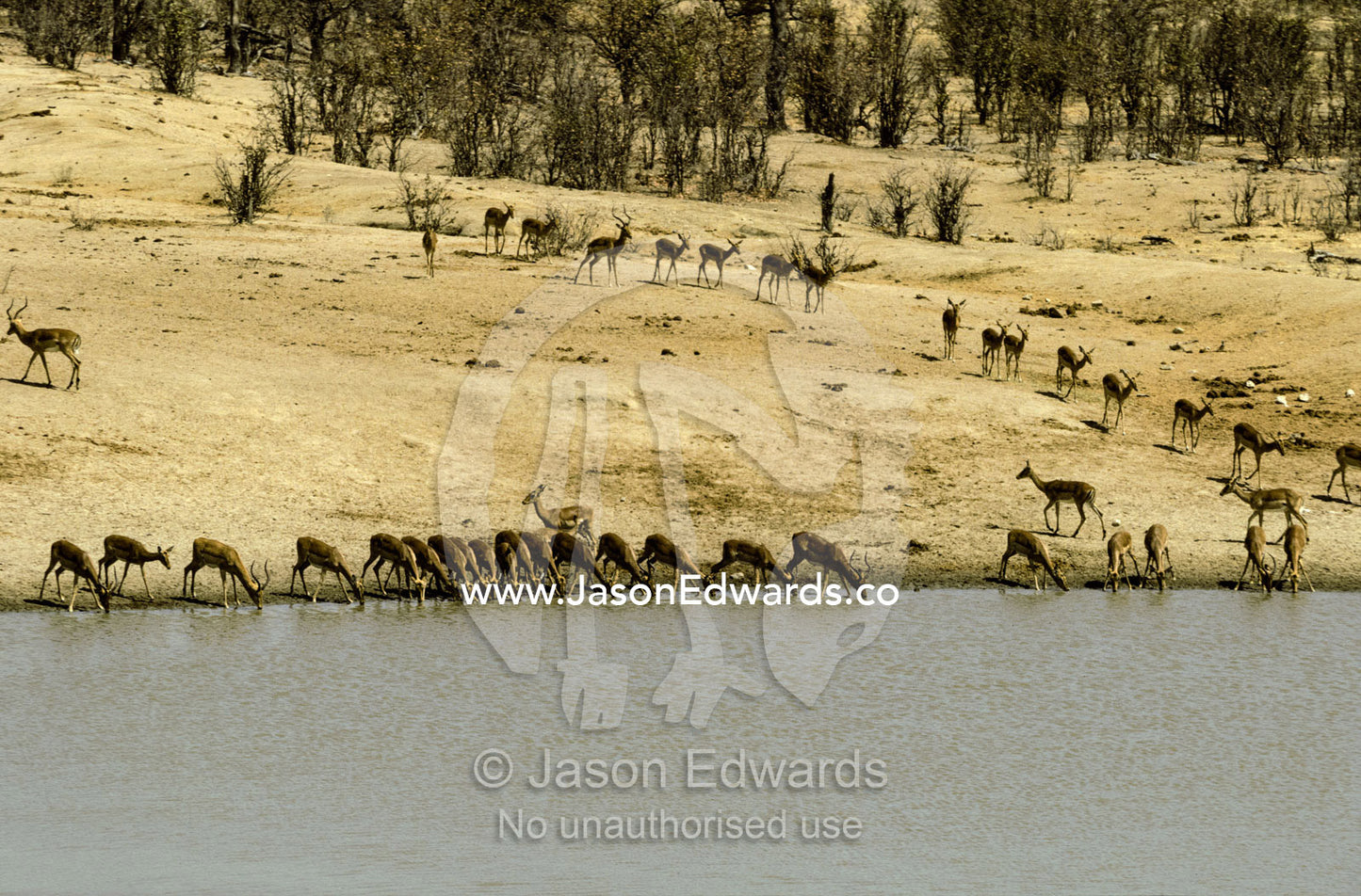 A migrating herd of Impalas drinking during drought Hwange National Park, Zimbabwe