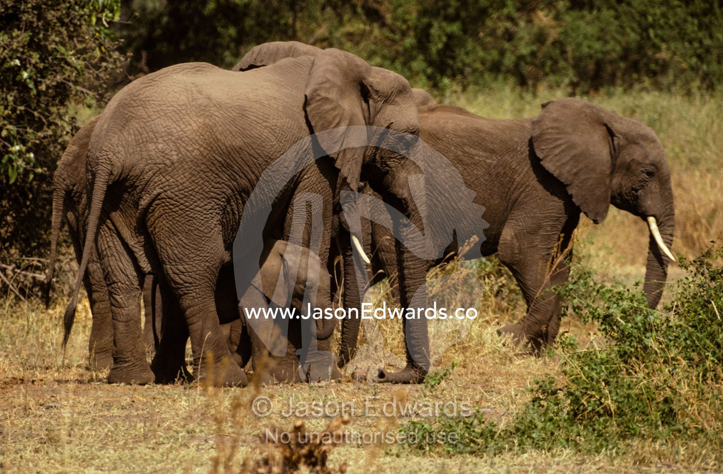 An Elephant herd protecting a small Calf, hiding underneath its mother Lake Manyara National Park, Tanzania