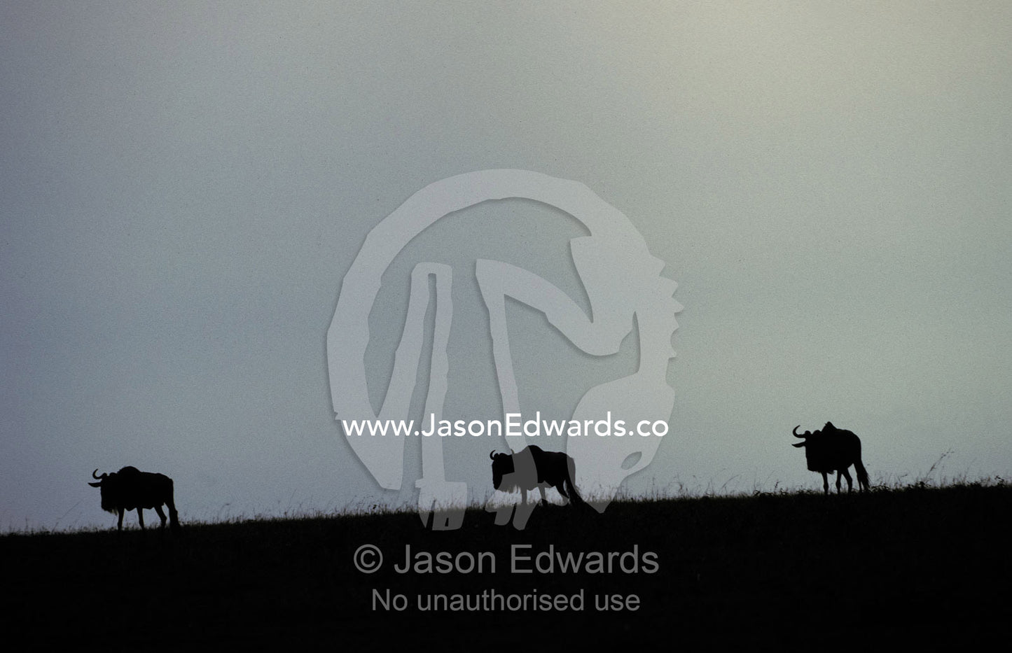 Silhouettes of Wildebeeste move across the horizon against a grey sky Masai Mara National Park, Kenya
