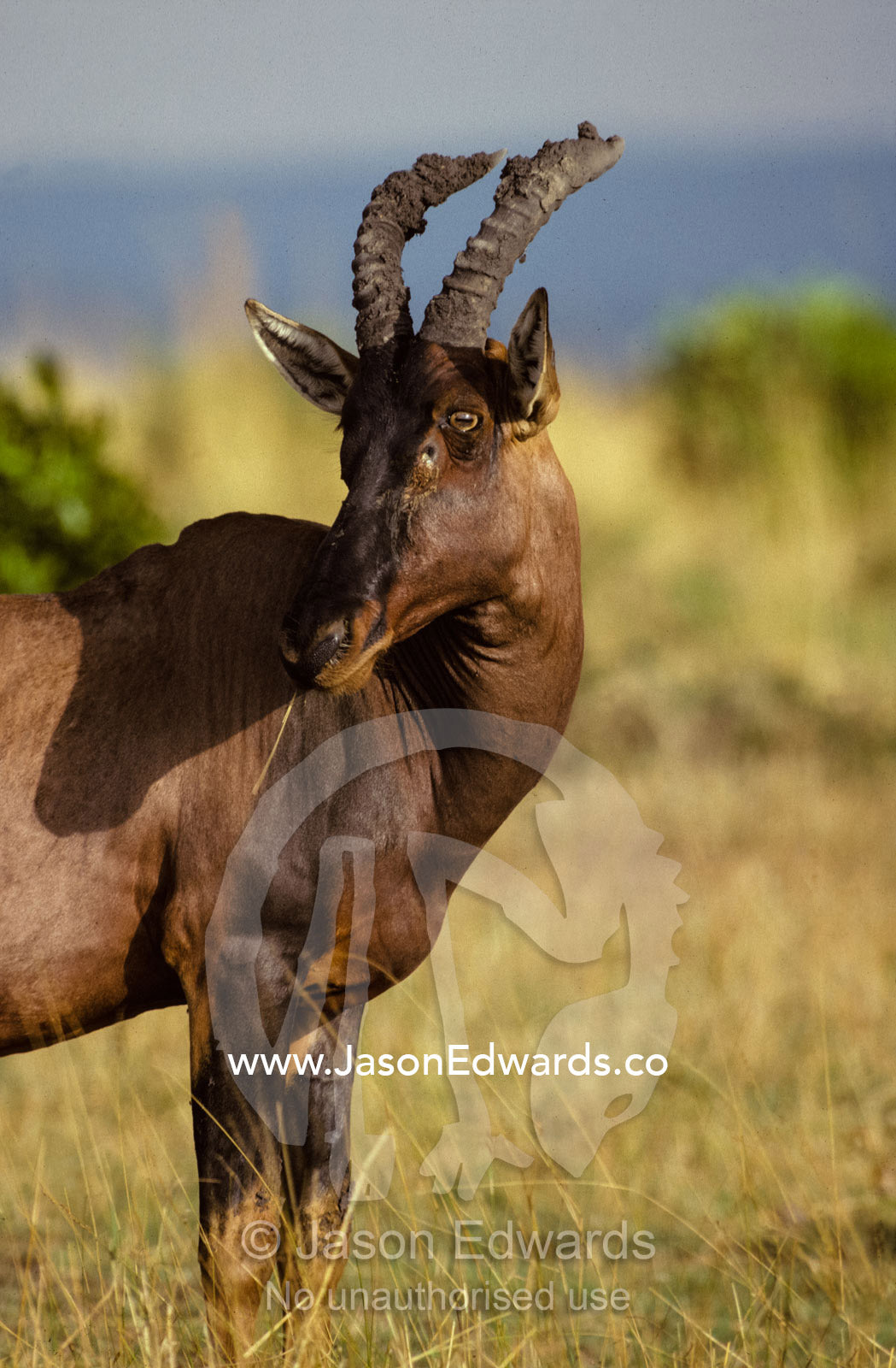 Portrait of a Topi wth ears alert showcasing its horns Masai Mara National Park, Kenya