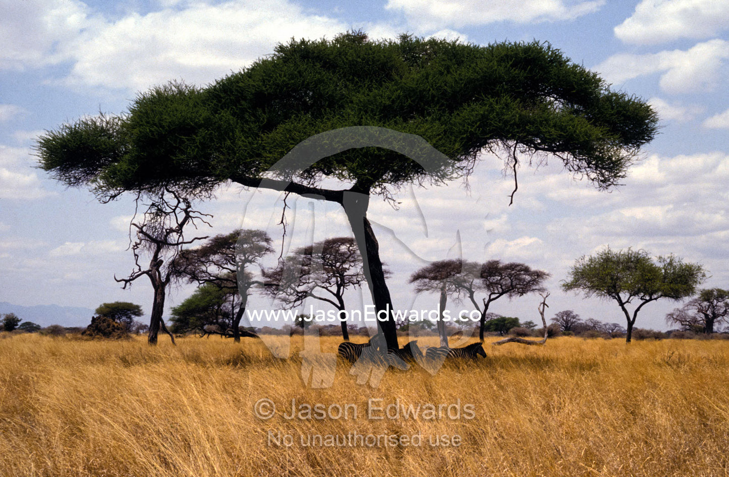 Zebra shading themselves under an Umbrella Acacia tree Tarangiri National Park, Tanzania