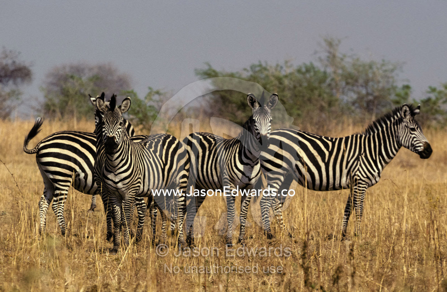 A Zebra family herd watches alertly Zambian Game Ranch, Zambia
