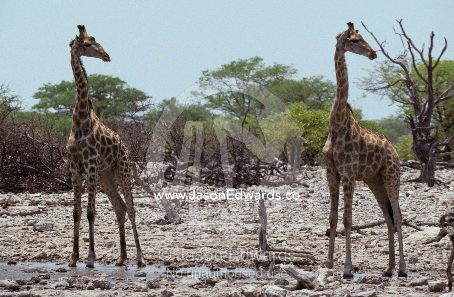 A Giraffe pair identically posed, head in profile, eyes and ears alert Etosha National Park, Namibia