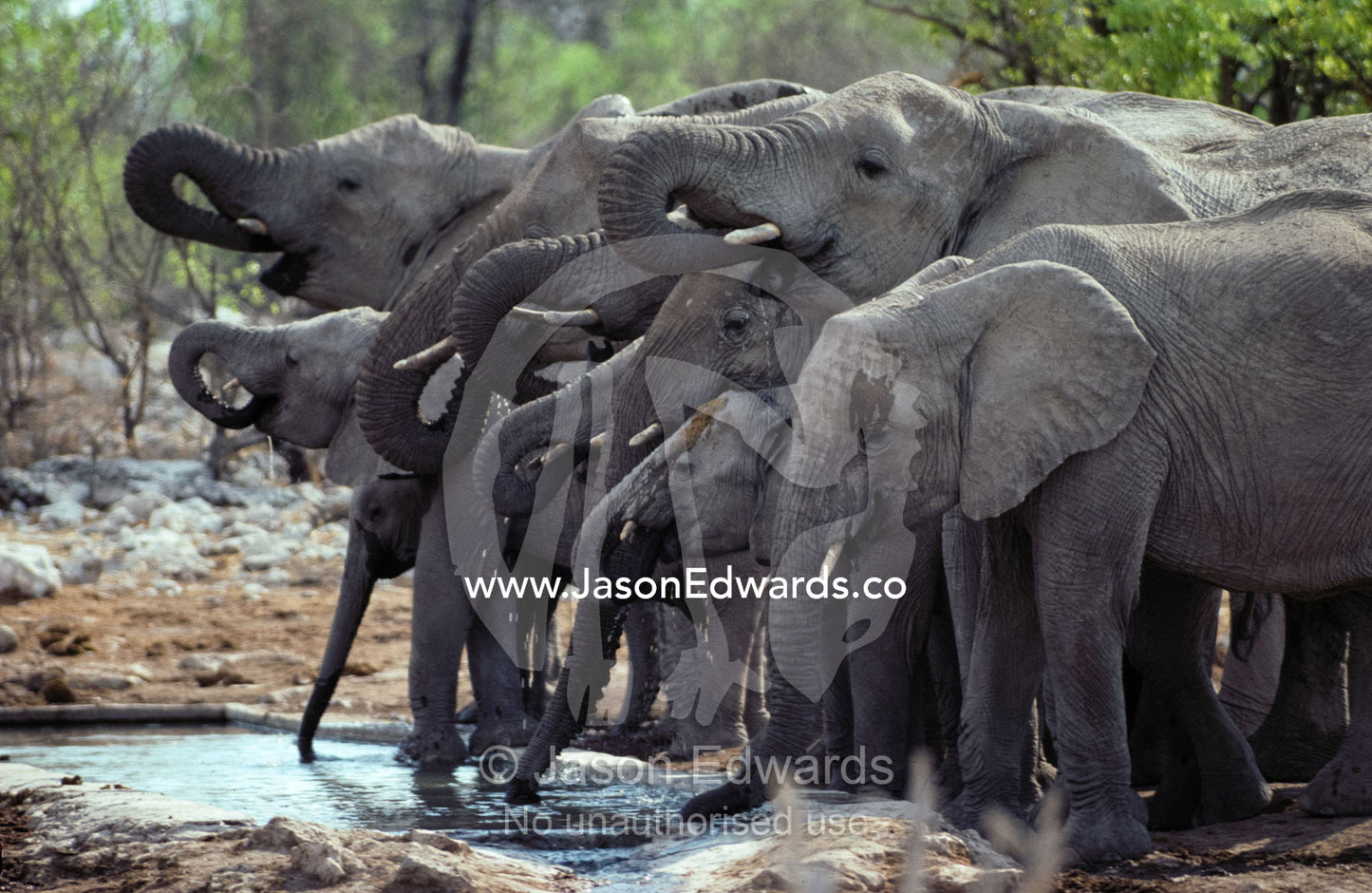 An African Elephant herd crowds together and drinks at a waterhole Etosha National Park, Namibia