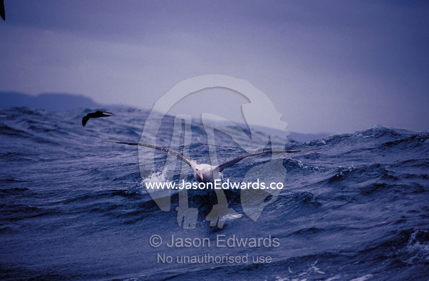 Gibsons Wandering Albatross take-off flight across ocean surface Woollongong, New South Wales, Australia