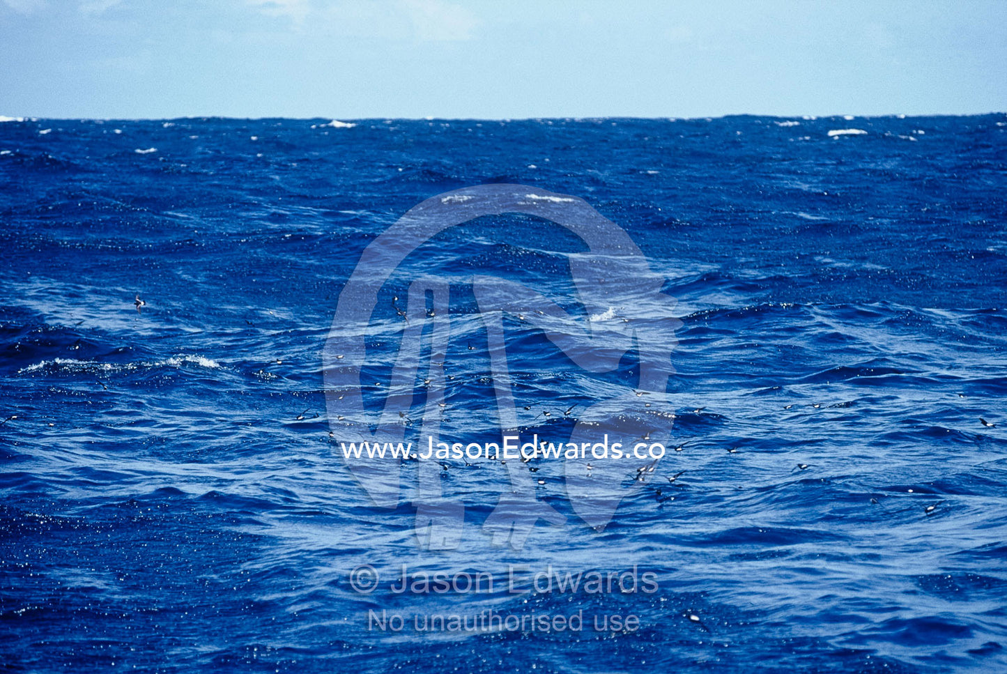 A flock of Wilsons Storm Petrels feeding on the ocean surface Woollongong, New South Wales, Australia