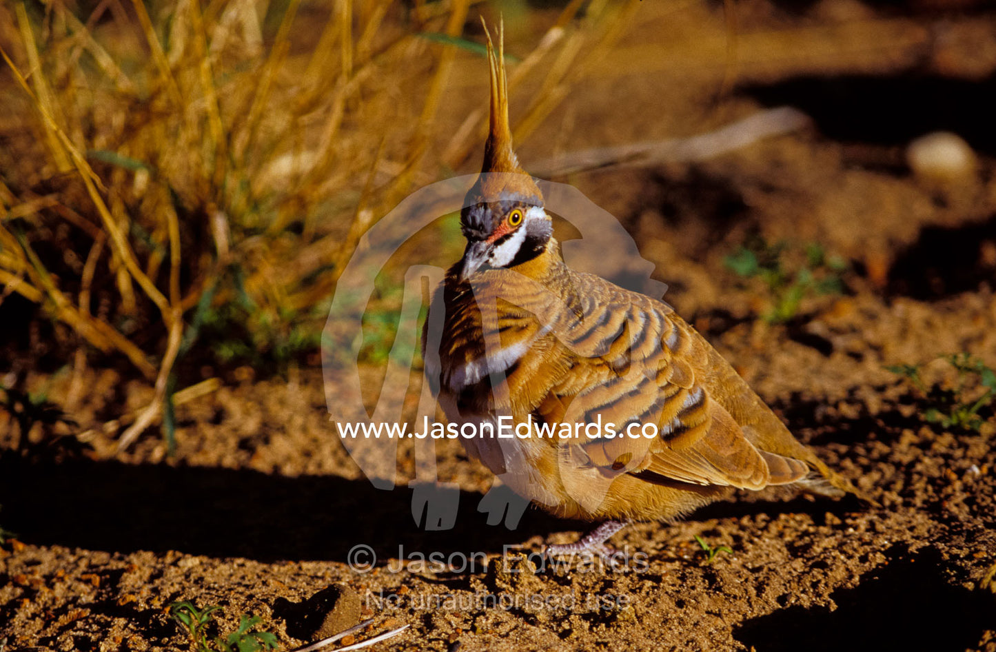 A Spinifex Pigeon on the ground with beautiful feather markings Kings Canyon Watarrka National Park, Northern Territory, Australia